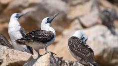 Peruvian Booby
