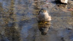 Sharp-shinned Hawk