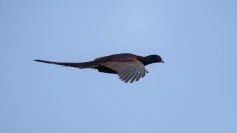 Common Pheasant