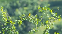 Yellow-fronted Canary