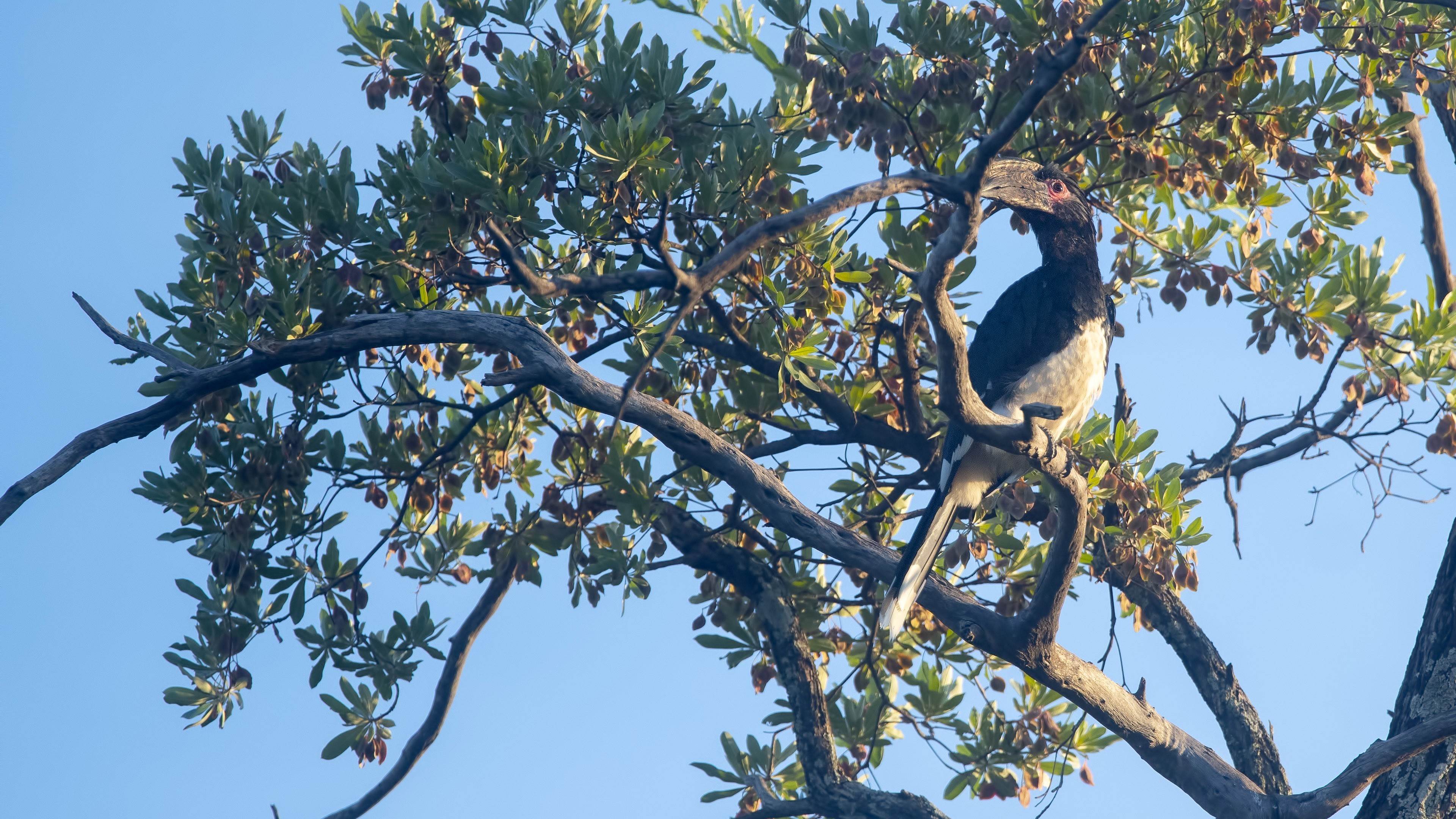 Trumpeter Hornbill — Ana fotoğraf