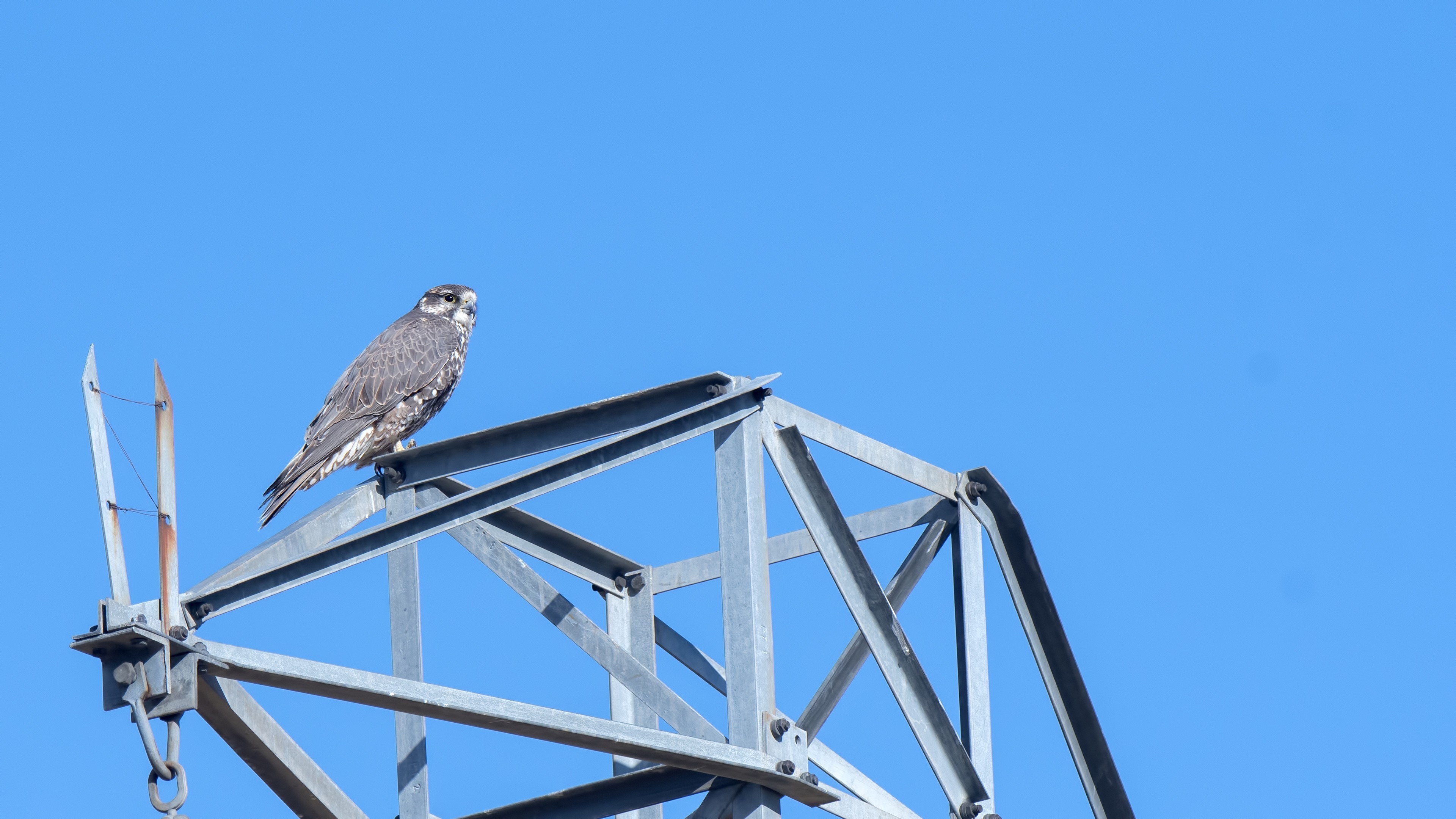 Saker Falcon