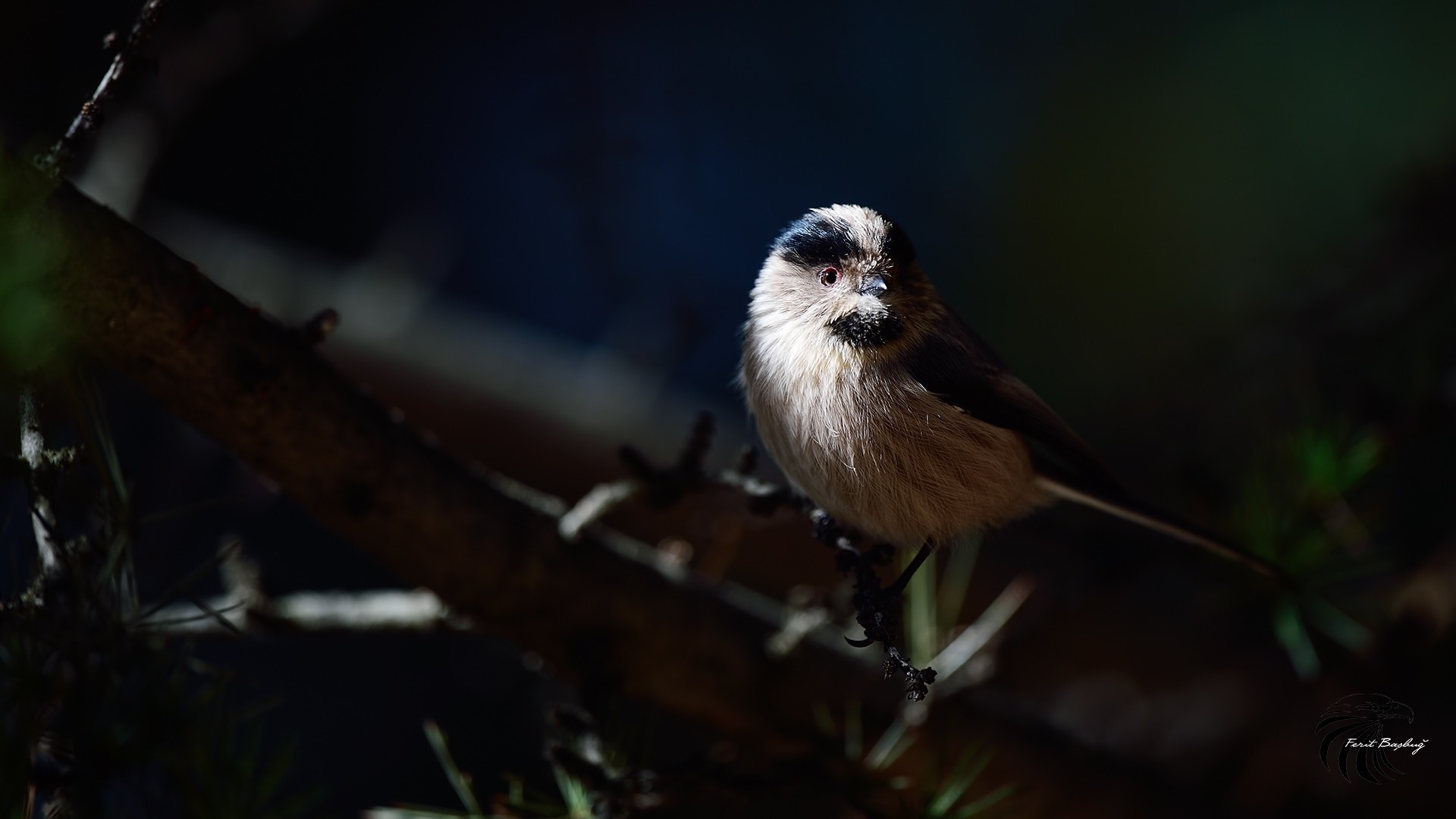 Long-tailed Tit