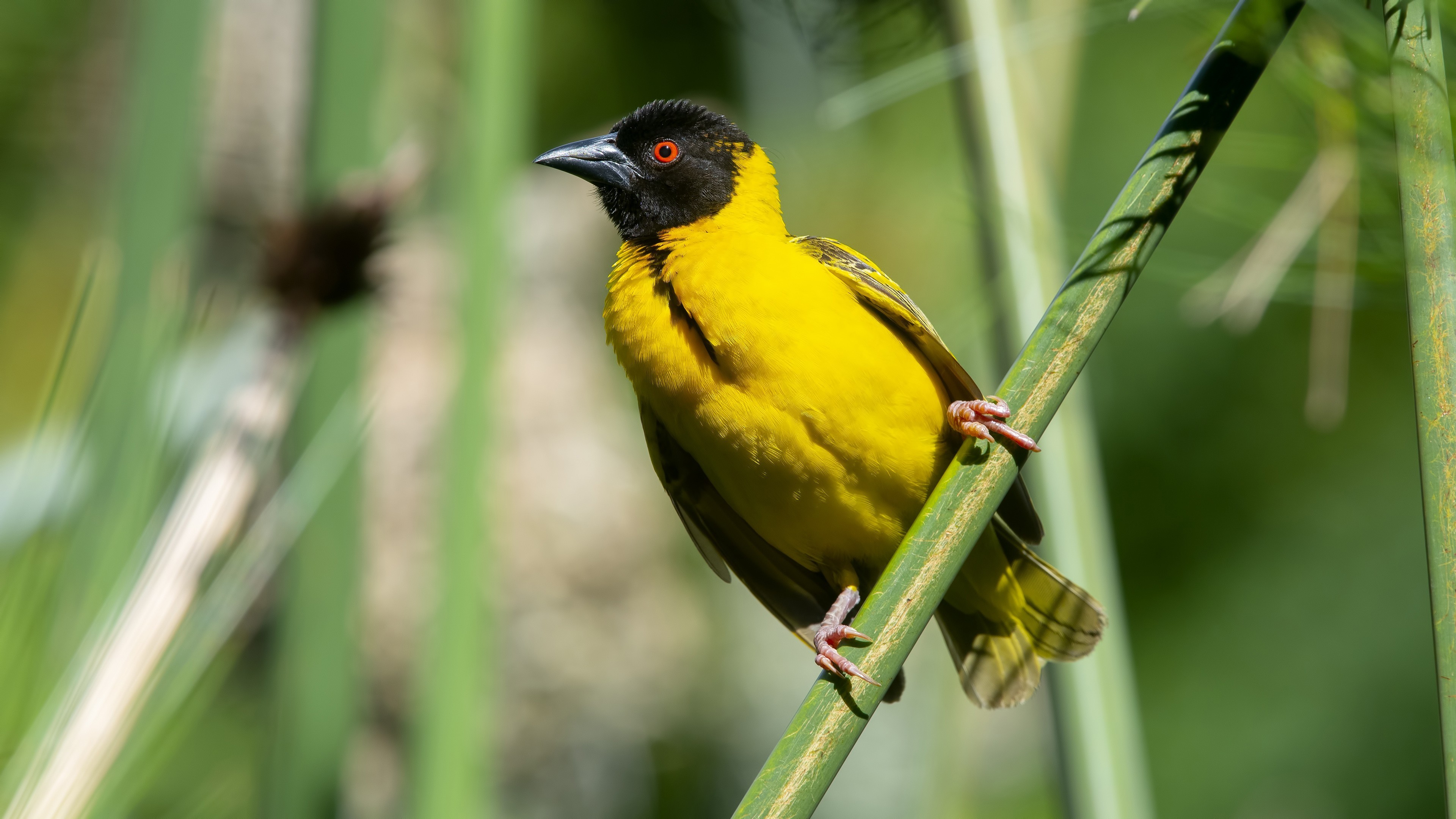 Village Weaver