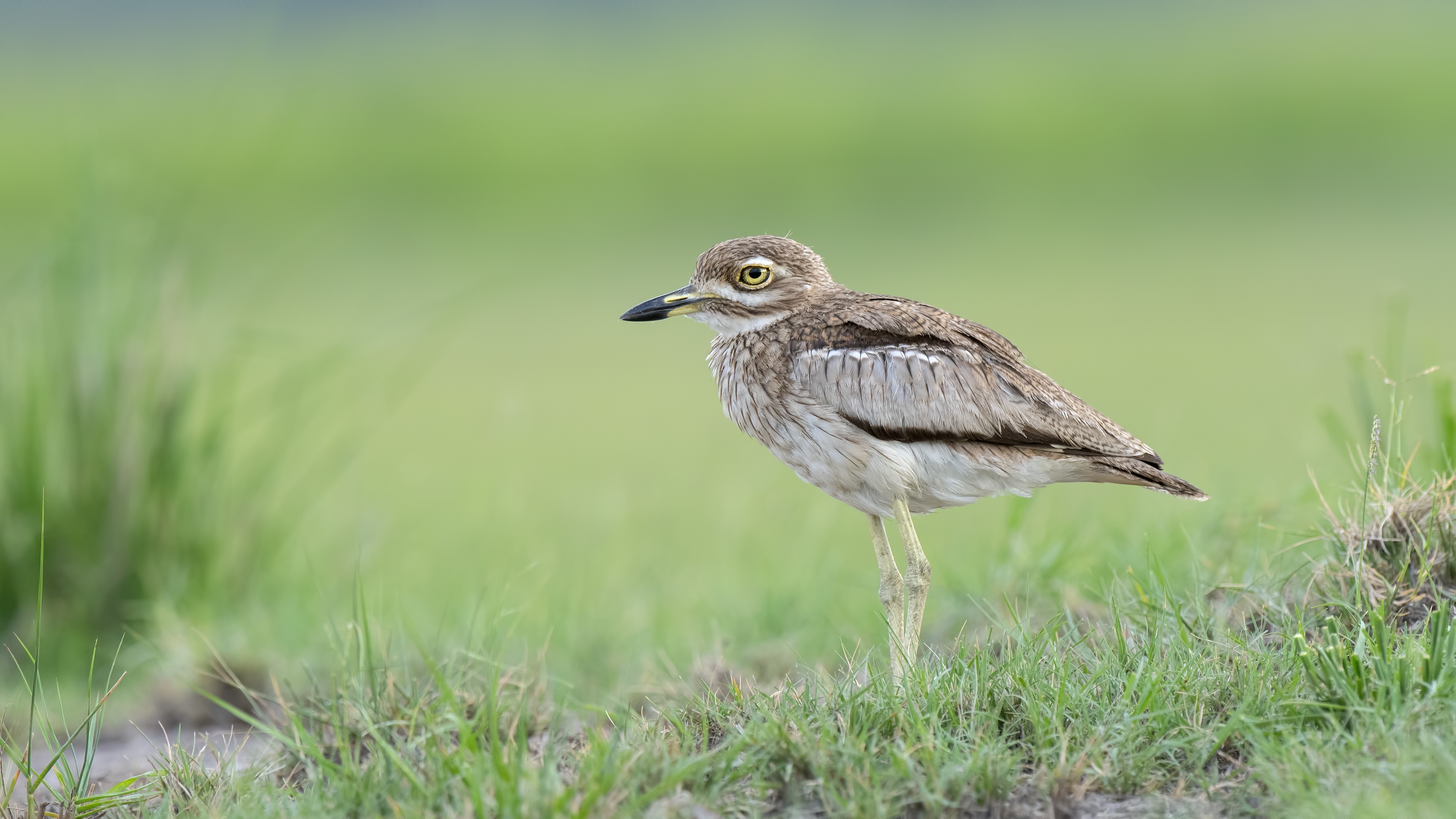 Water Thick-knee — Ana fotoğraf