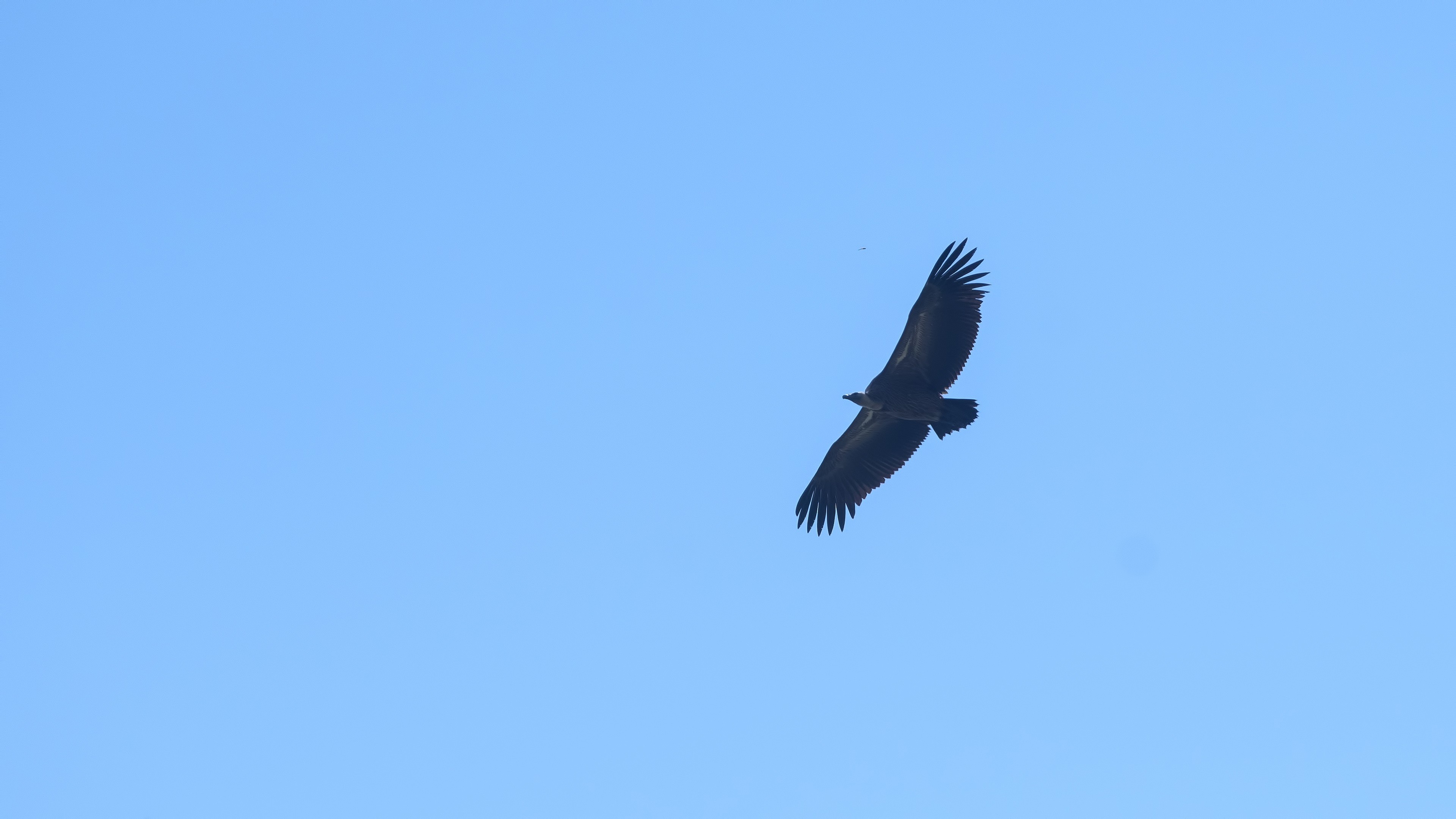 White-backed Vulture