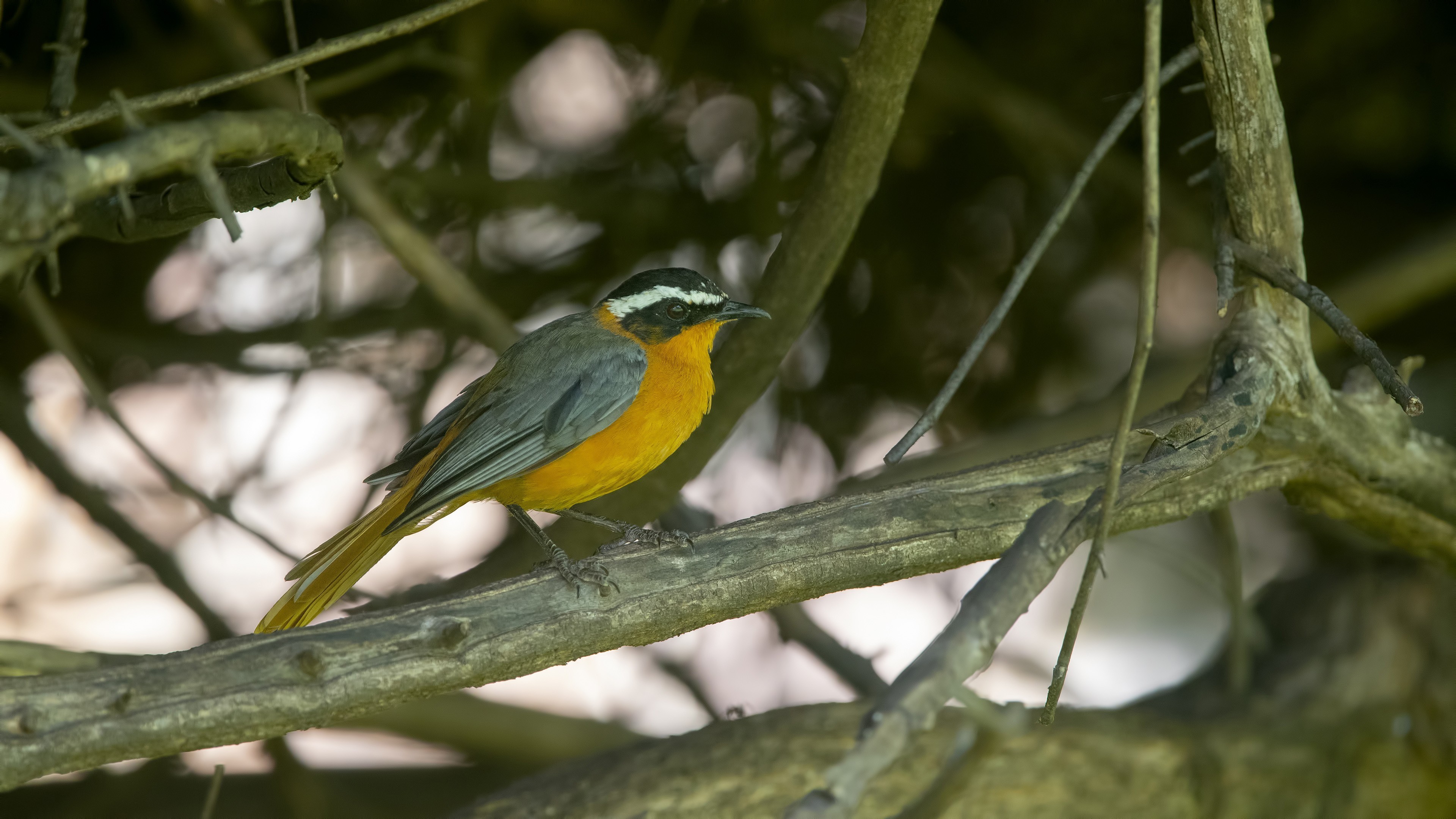 White-browed Robin-chat — Ana fotoğraf