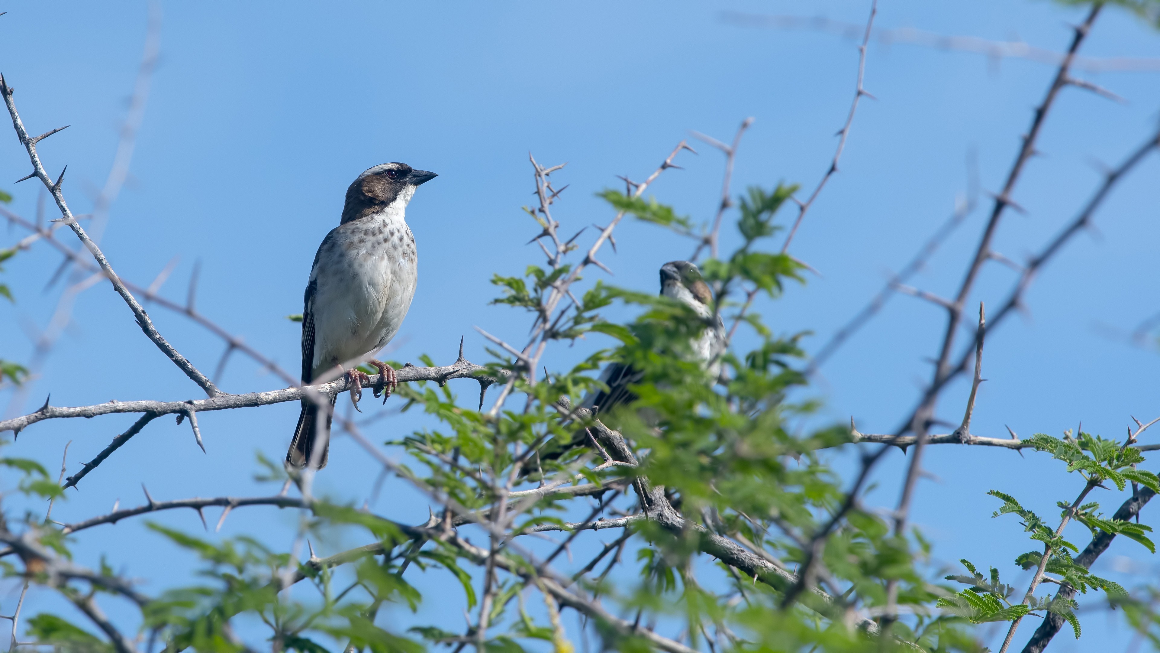 White-browed Sparrow-weaver — Ana fotoğraf