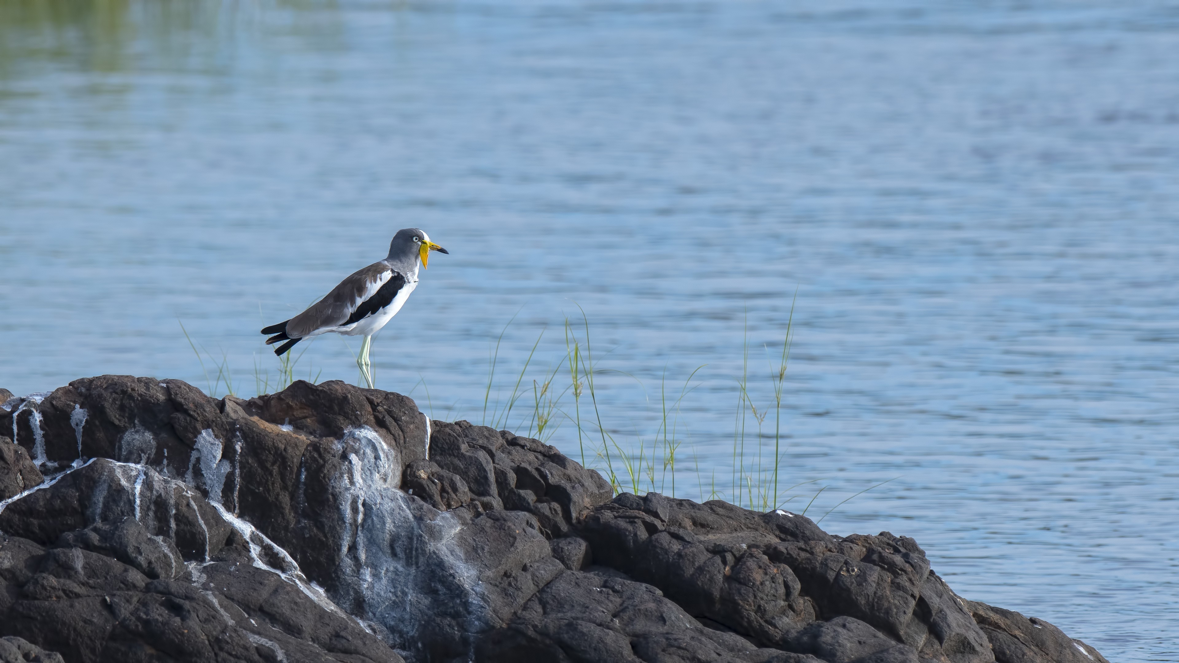 White-headed Lapwing — Ana fotoğraf