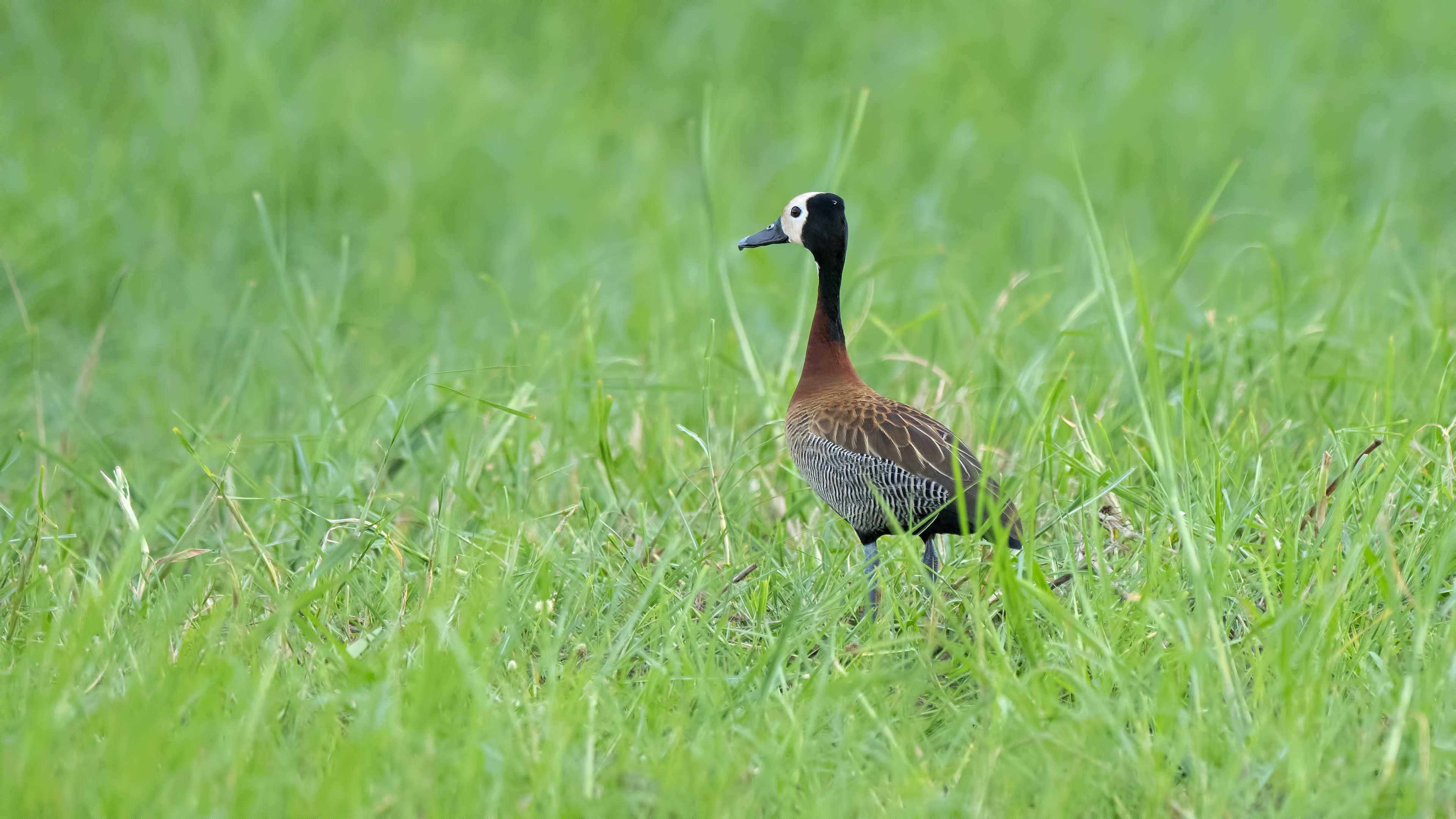 White-faced Whistling-duck — Ana fotoğraf