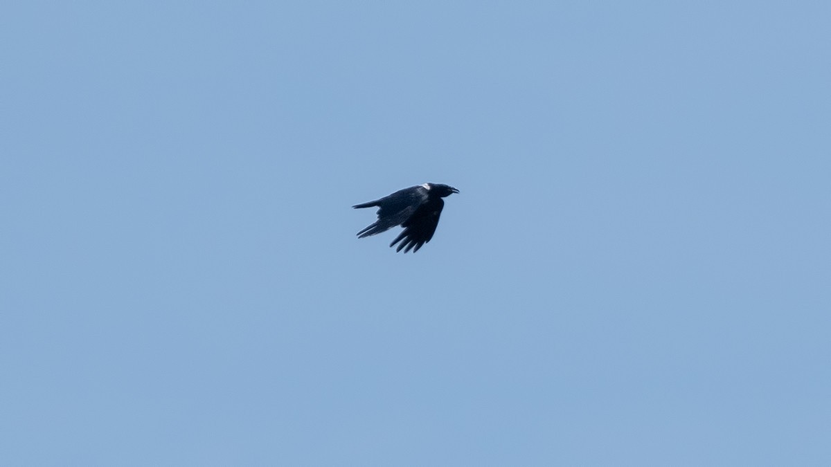 White-necked Raven — Ana fotoğraf