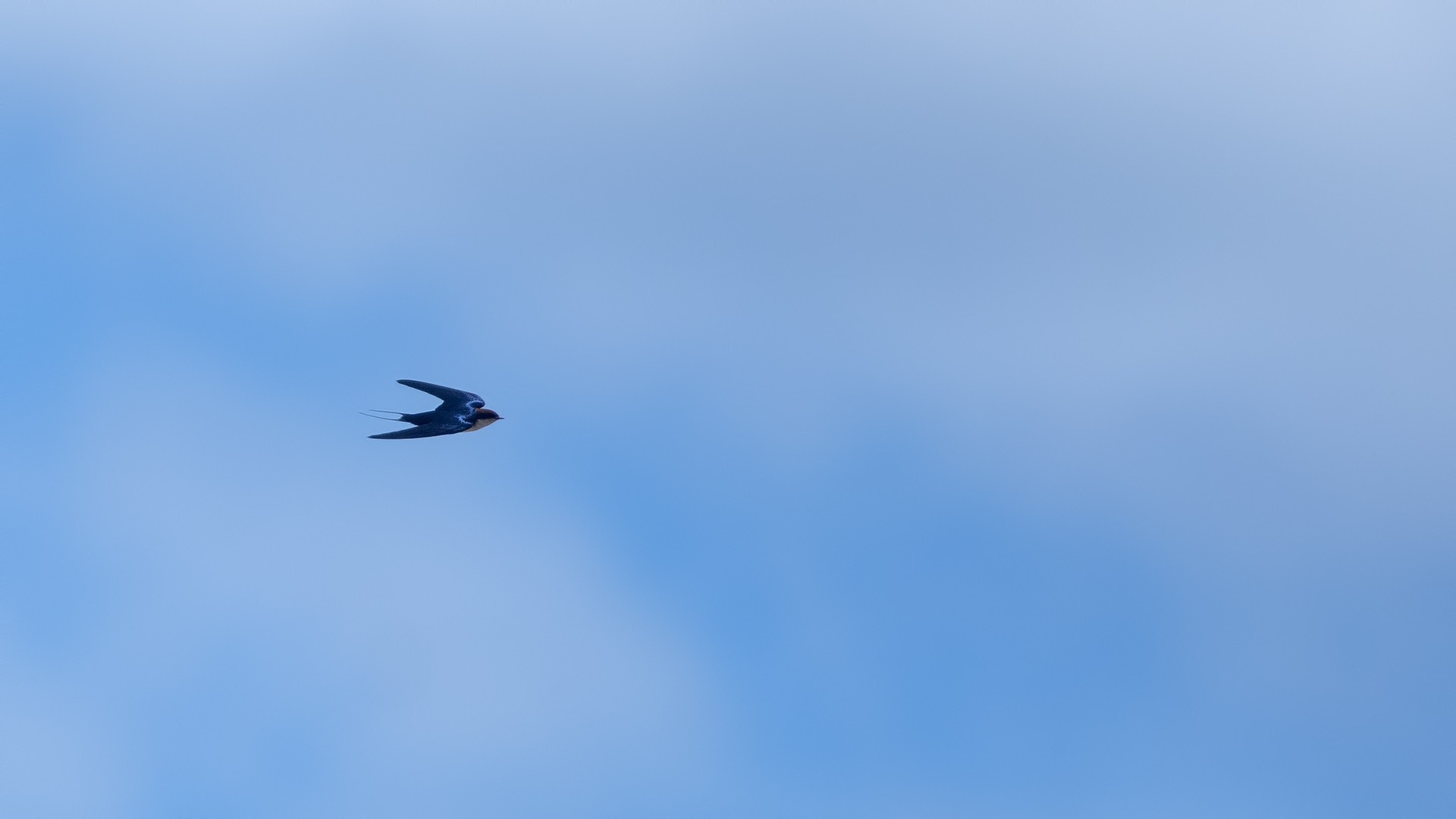 Wire-tailed Swallow — Ana fotoğraf