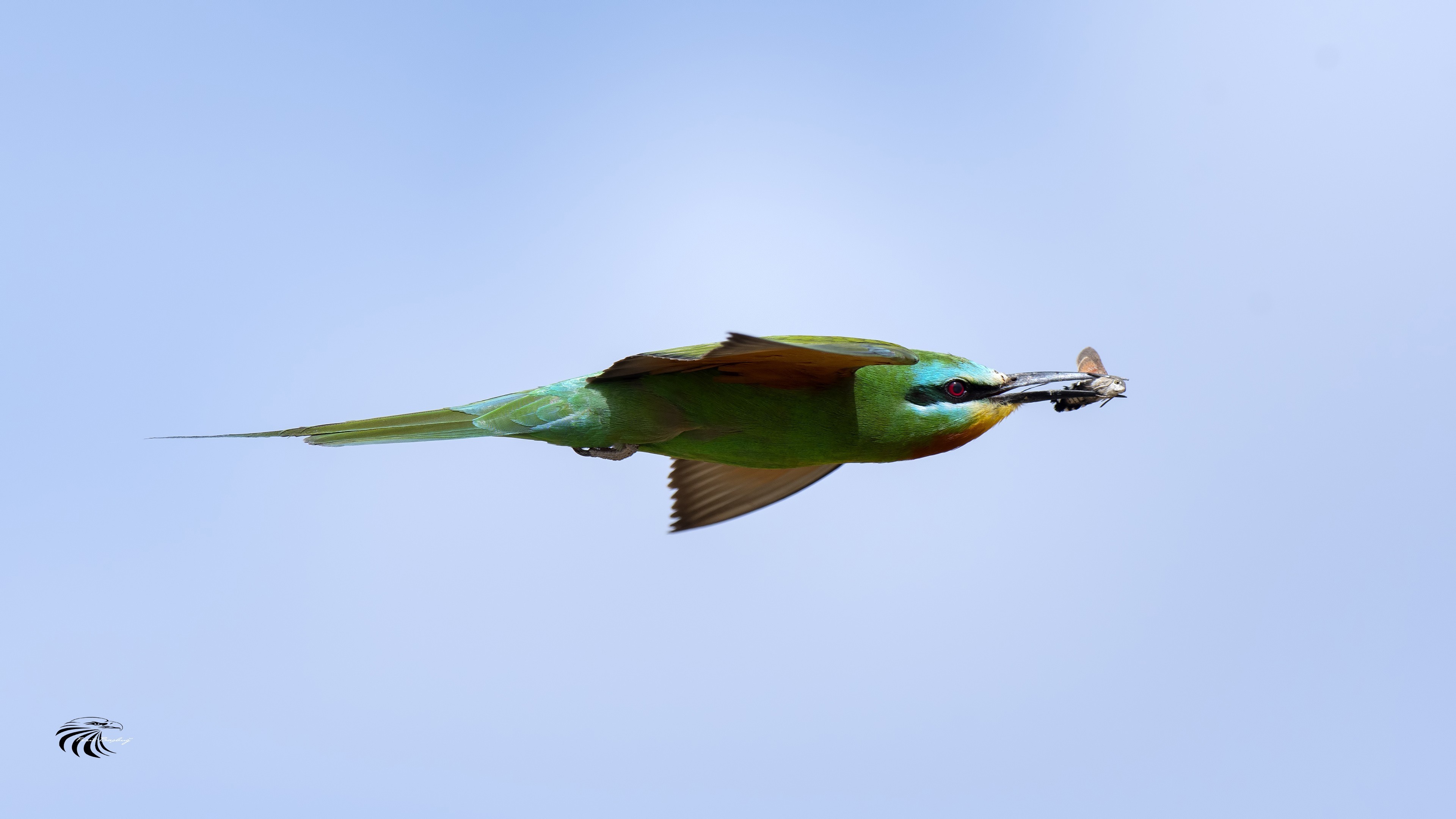 Blue-cheeked Bee-eater