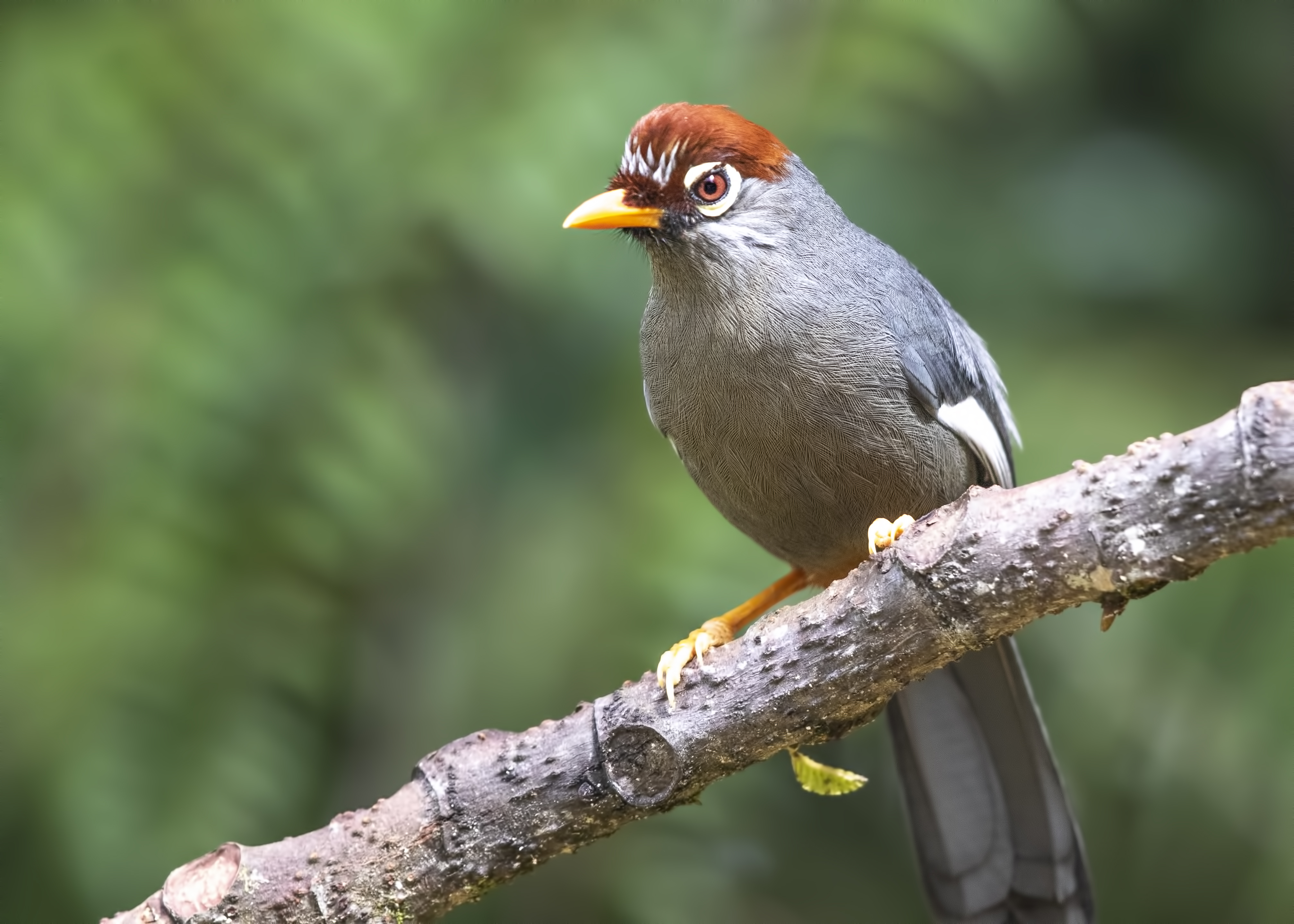 Chestnut-capped Laughingthrush
