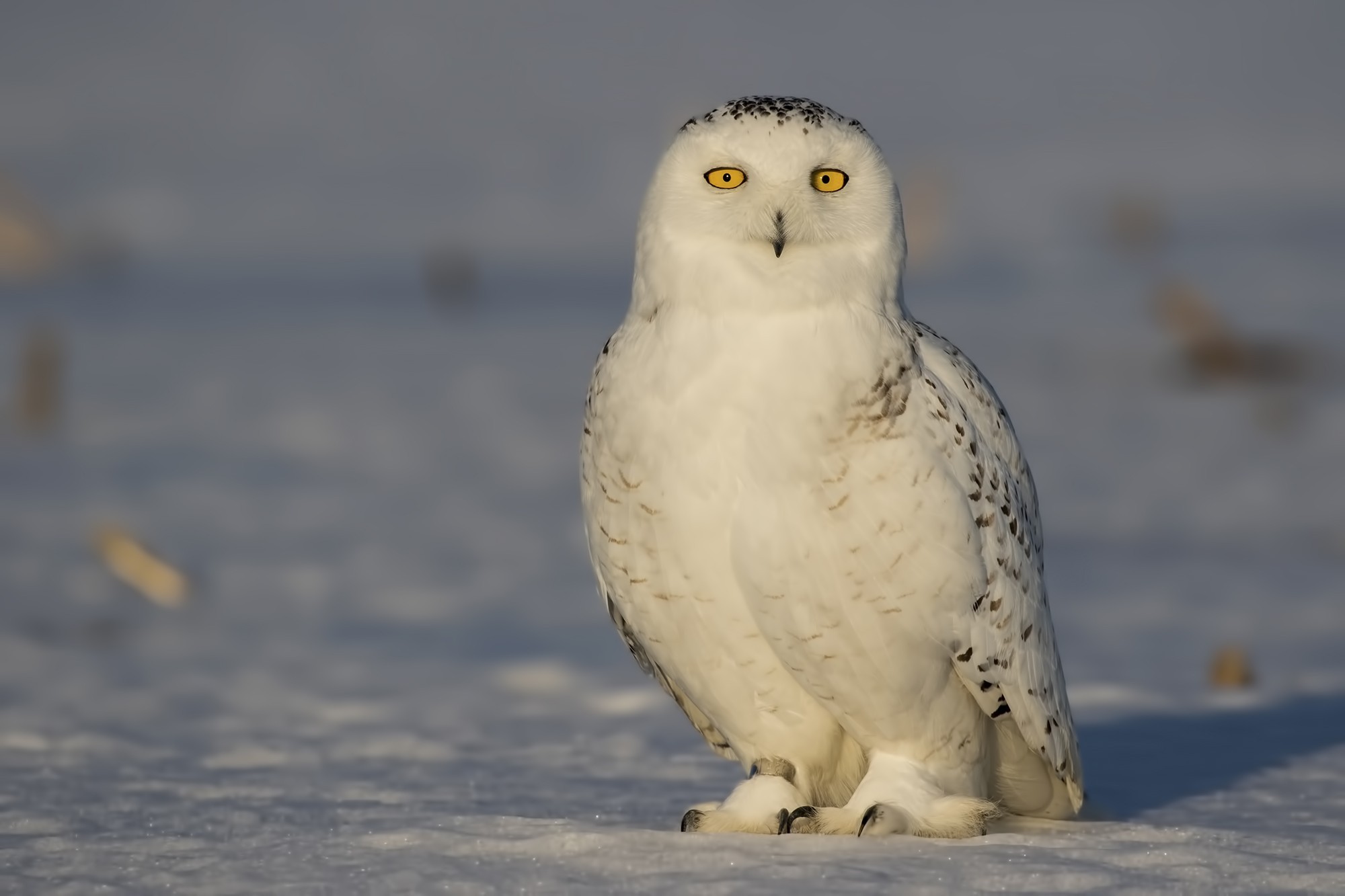 Snowy Owl — Ana fotoğraf