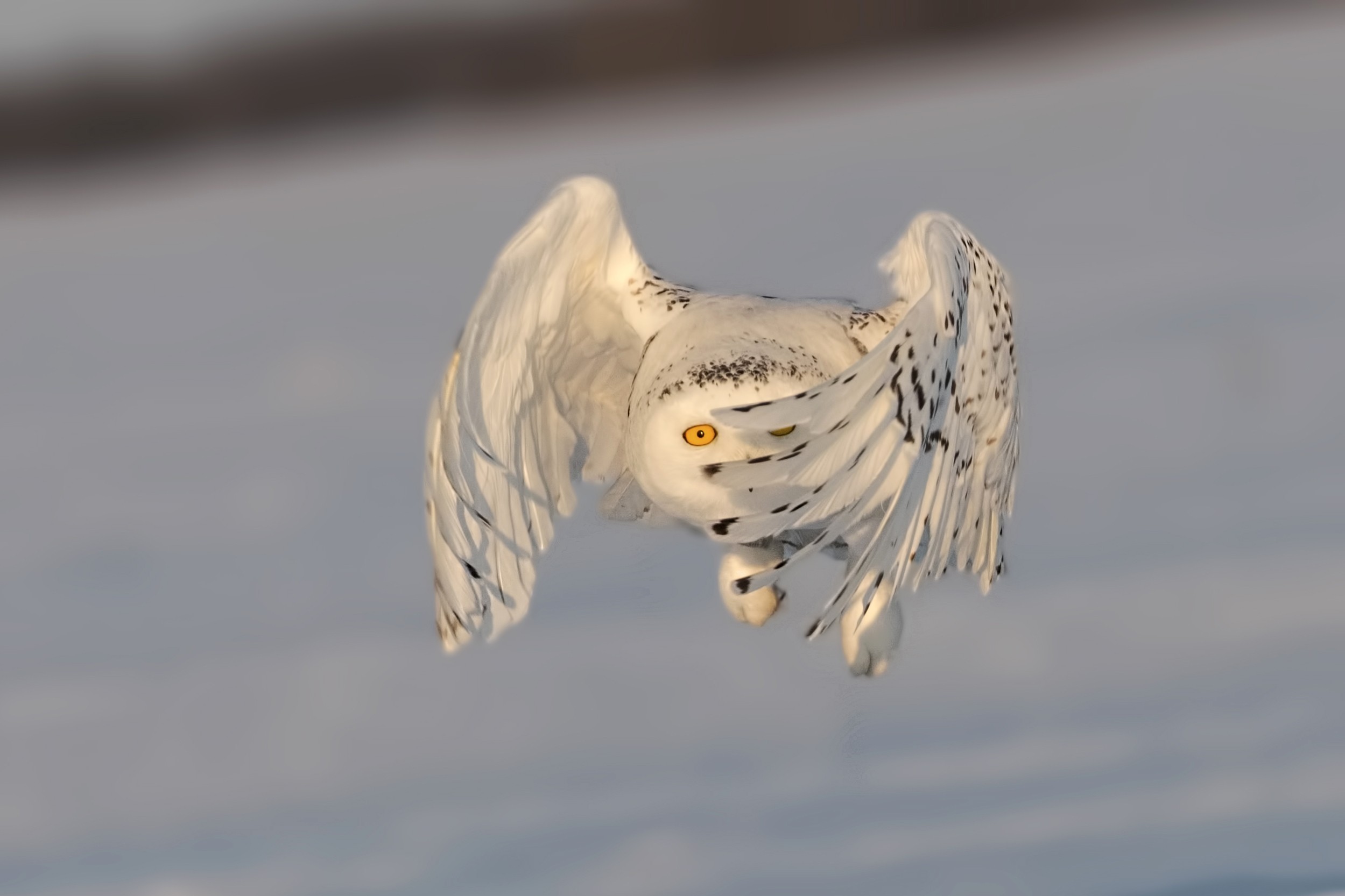 Snowy Owl — Ana fotoğraf