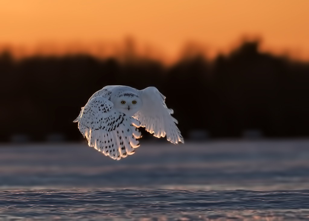Snowy Owl — Ana fotoğraf