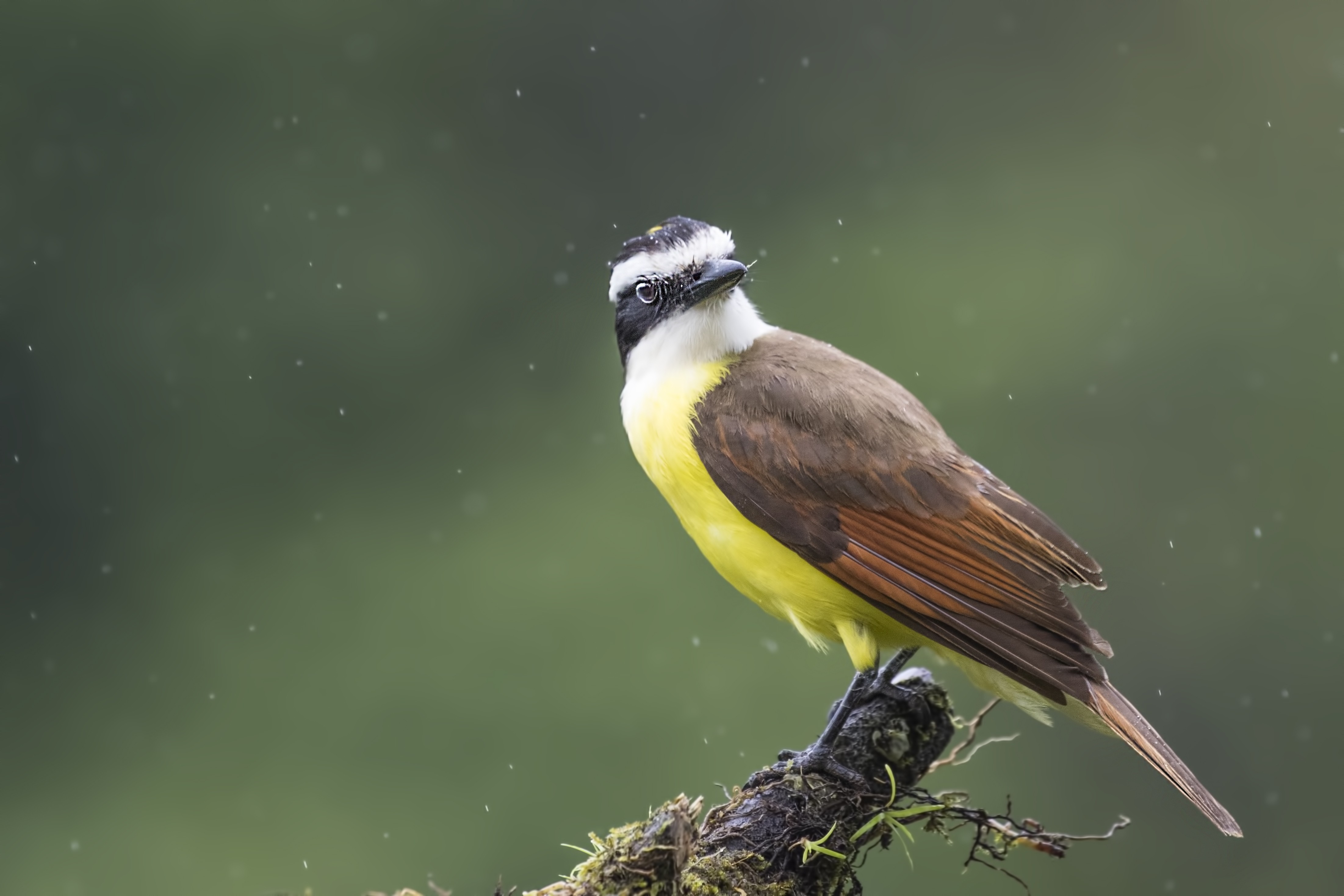 Great Kiskadee