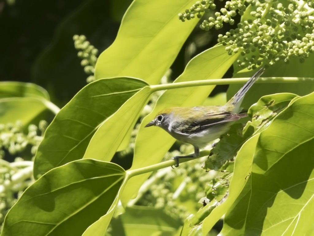 Chestnut-sided Warbler — Ana fotoğraf