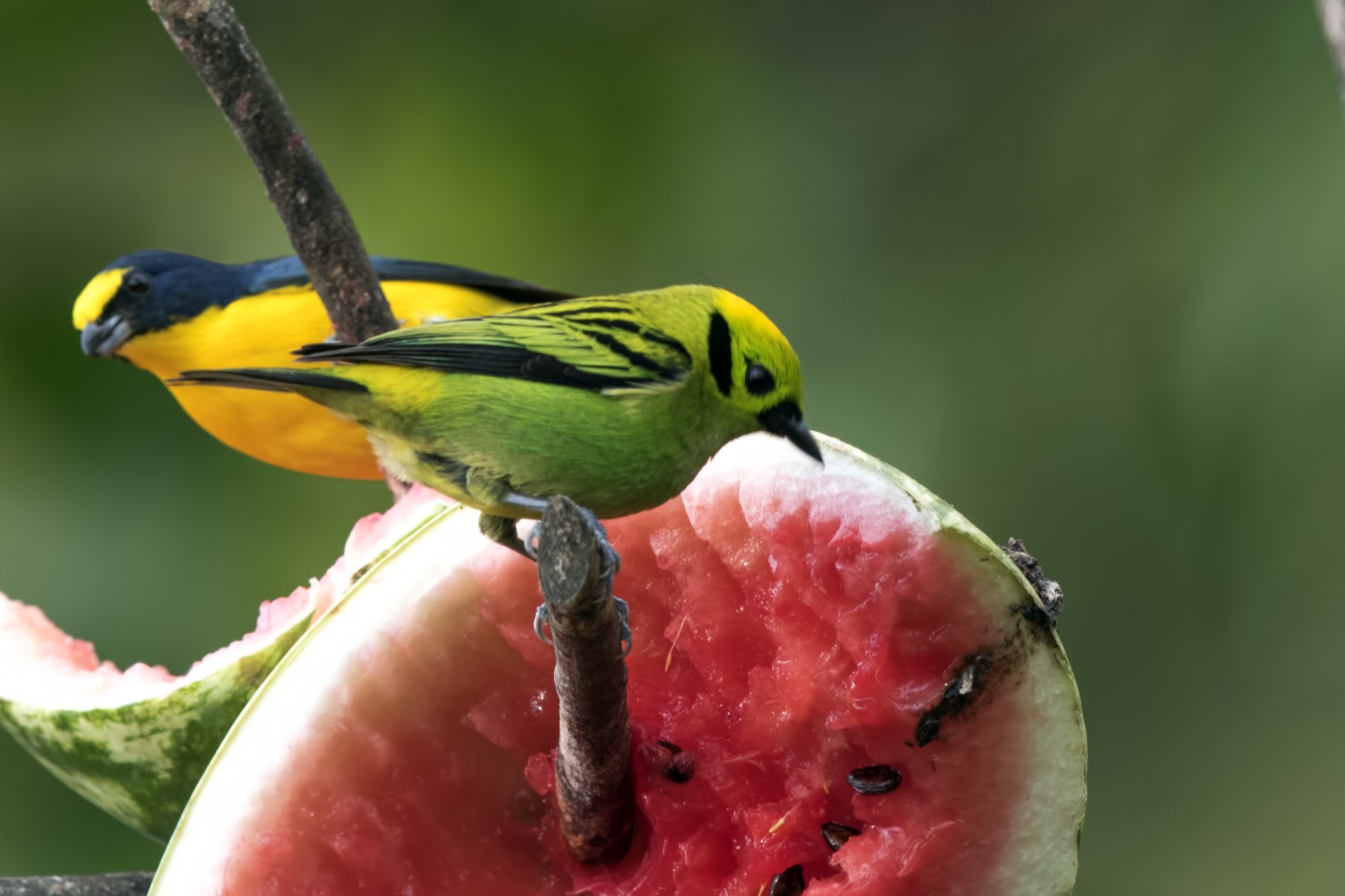 Emerald Tanager — Ana fotoğraf
