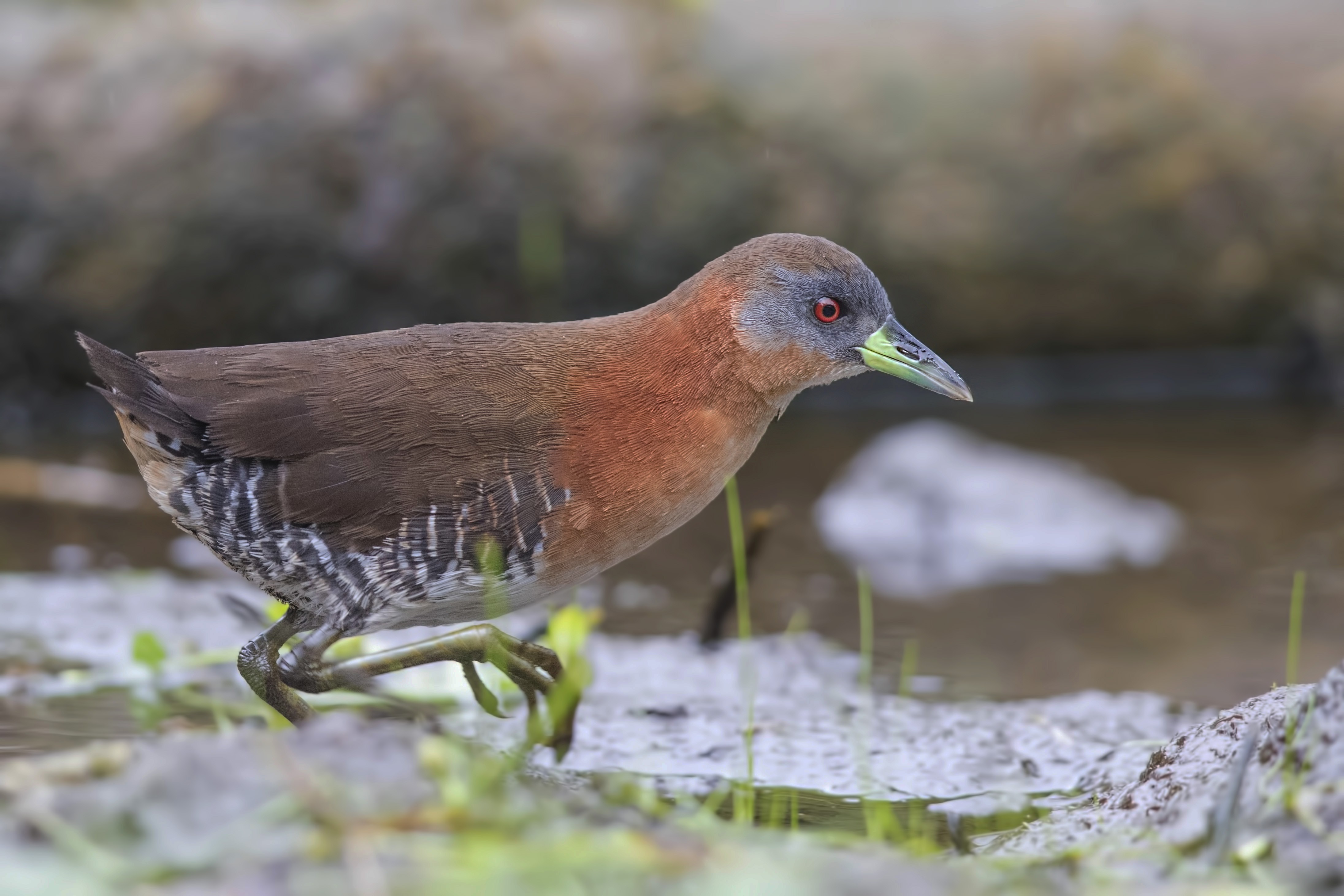White-throated Crake — Ana fotoğraf