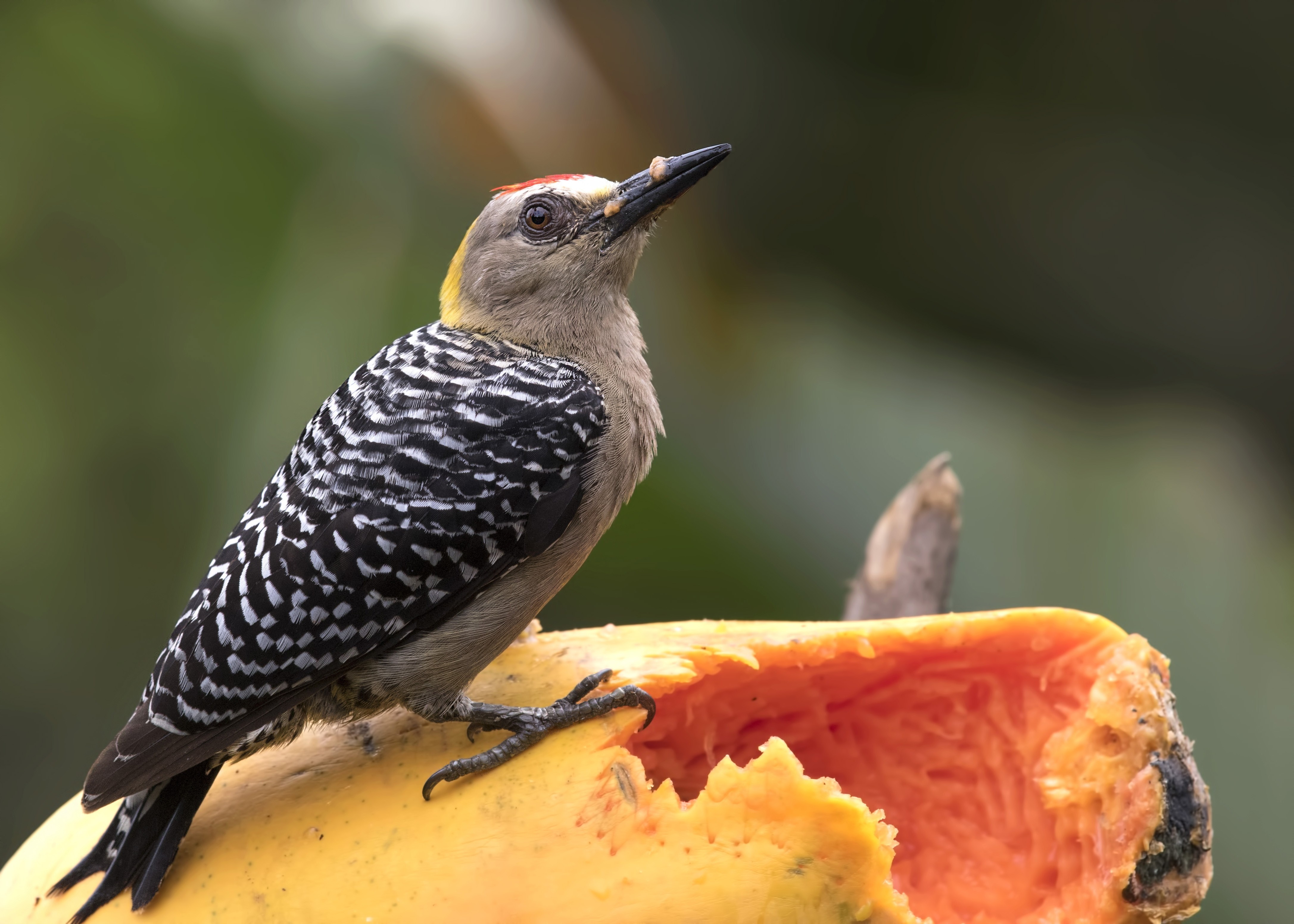 Hoffmann's Woodpecker