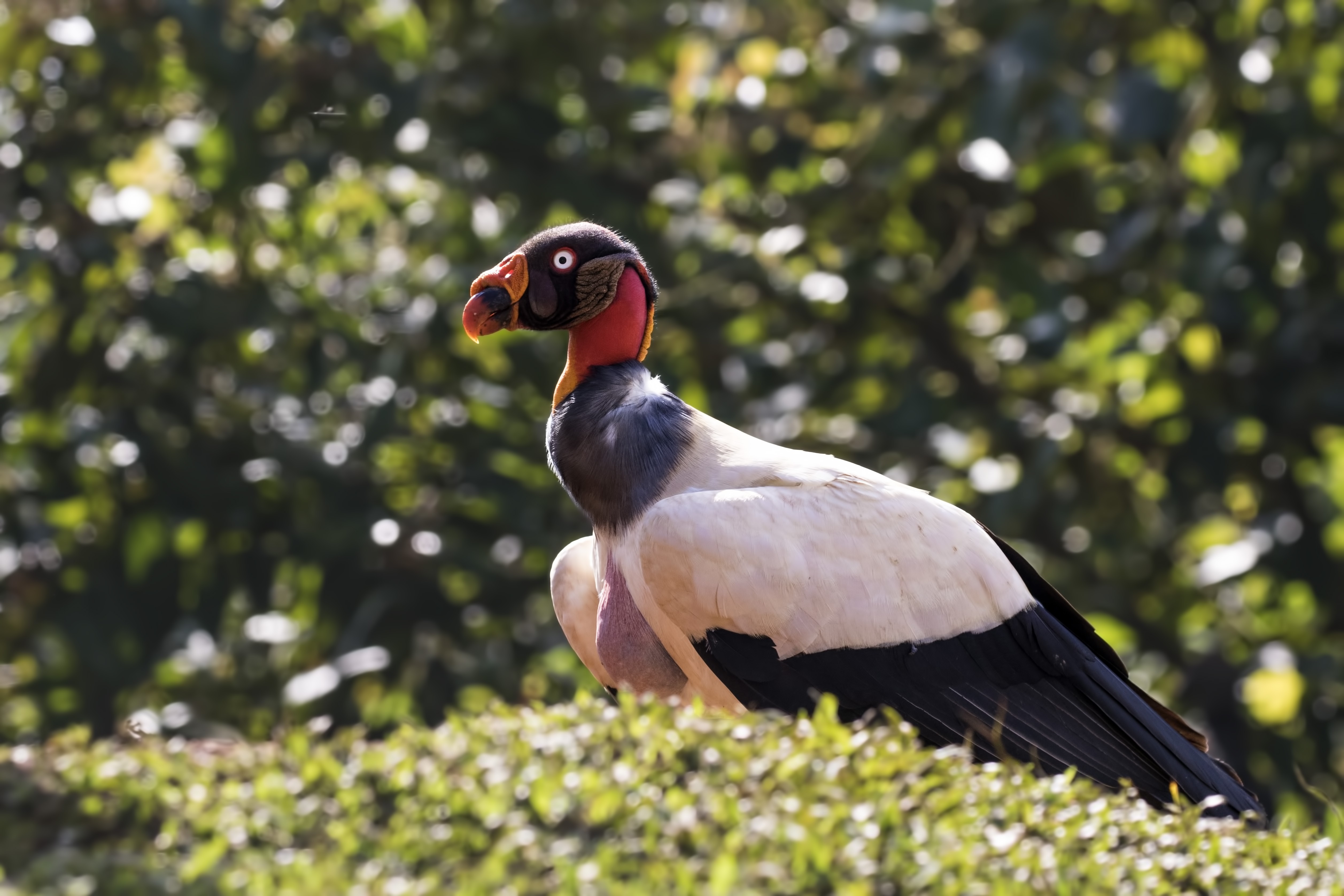 King Vulture — Ana fotoğraf