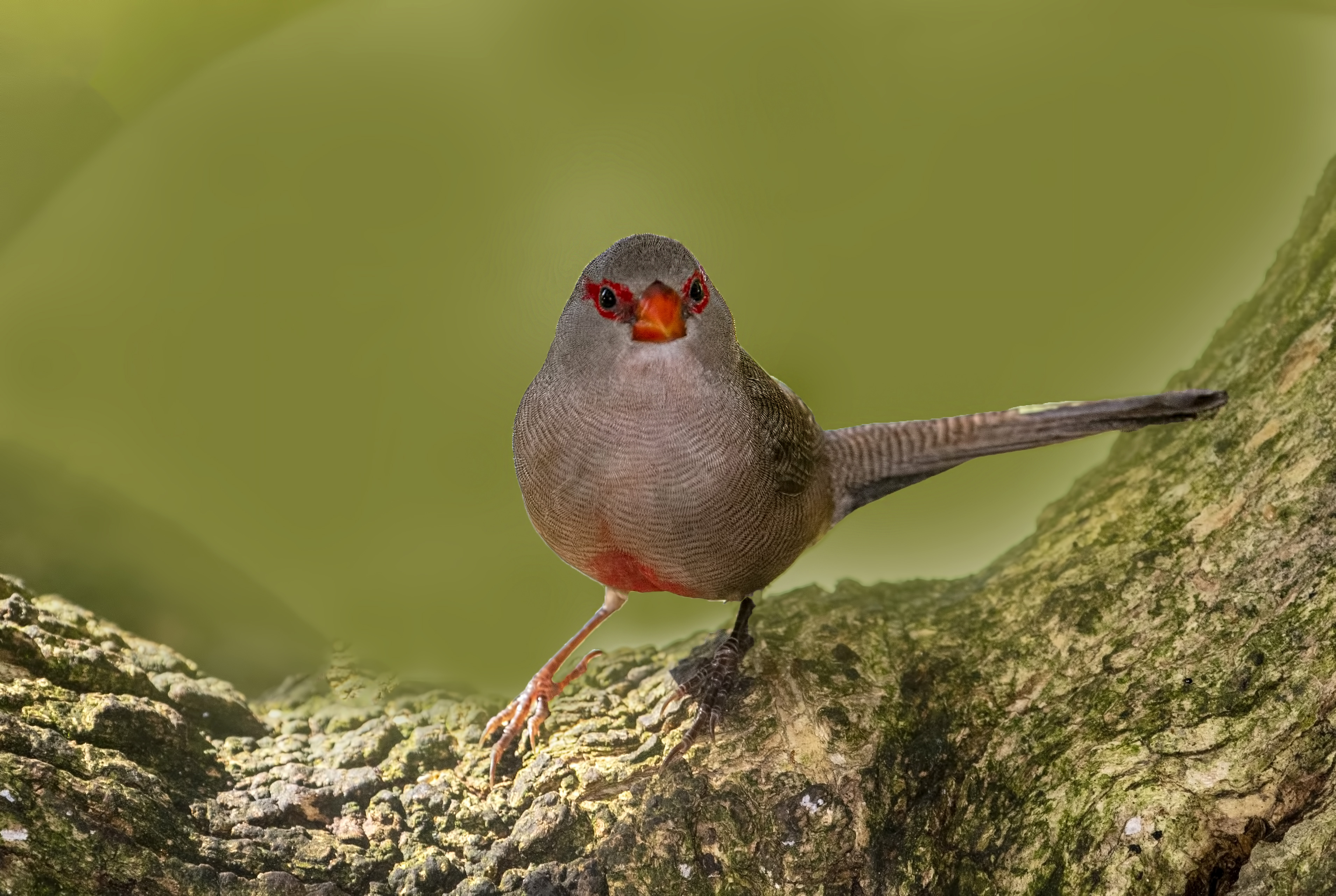 Common Waxbill