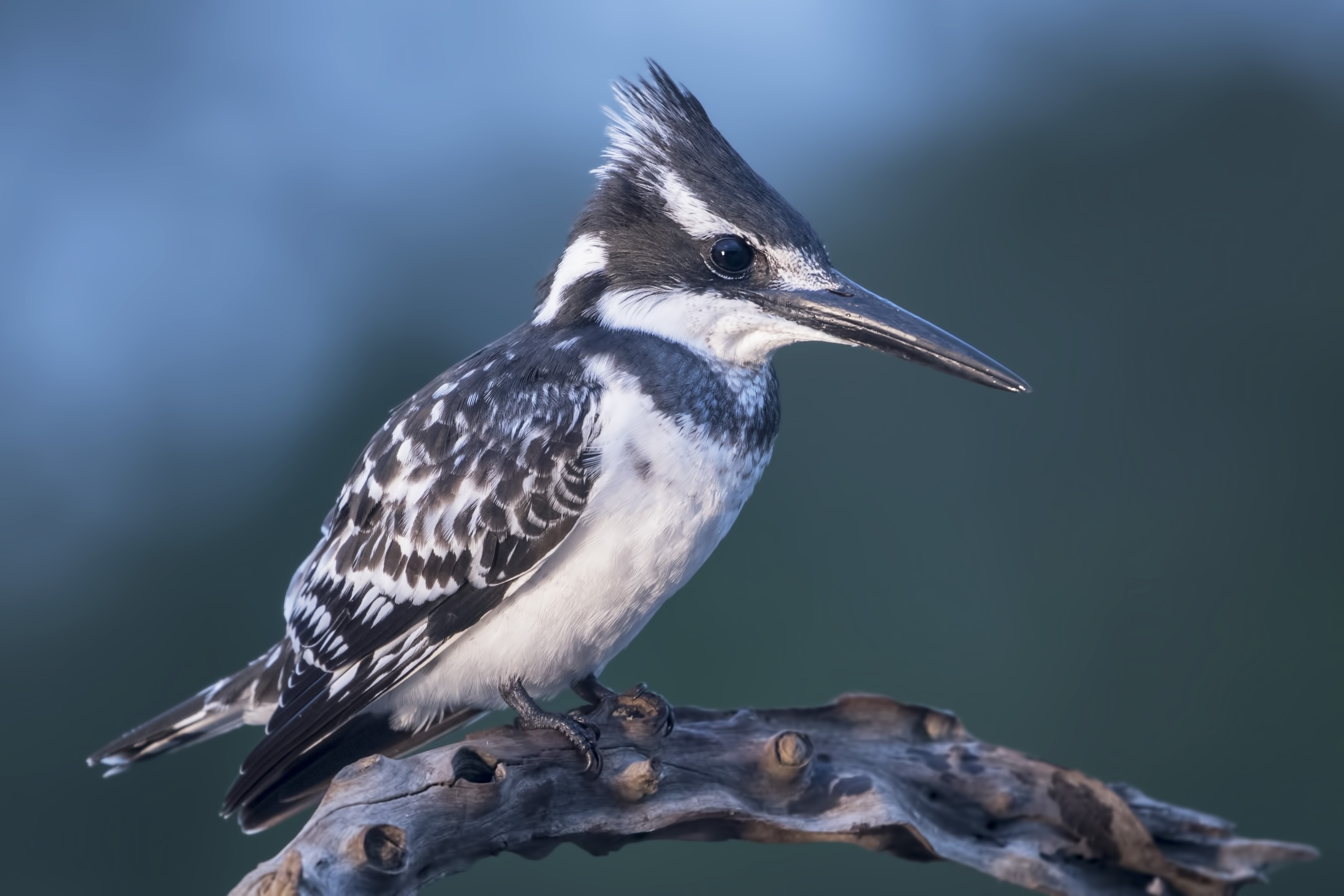 Pied Kingfisher
