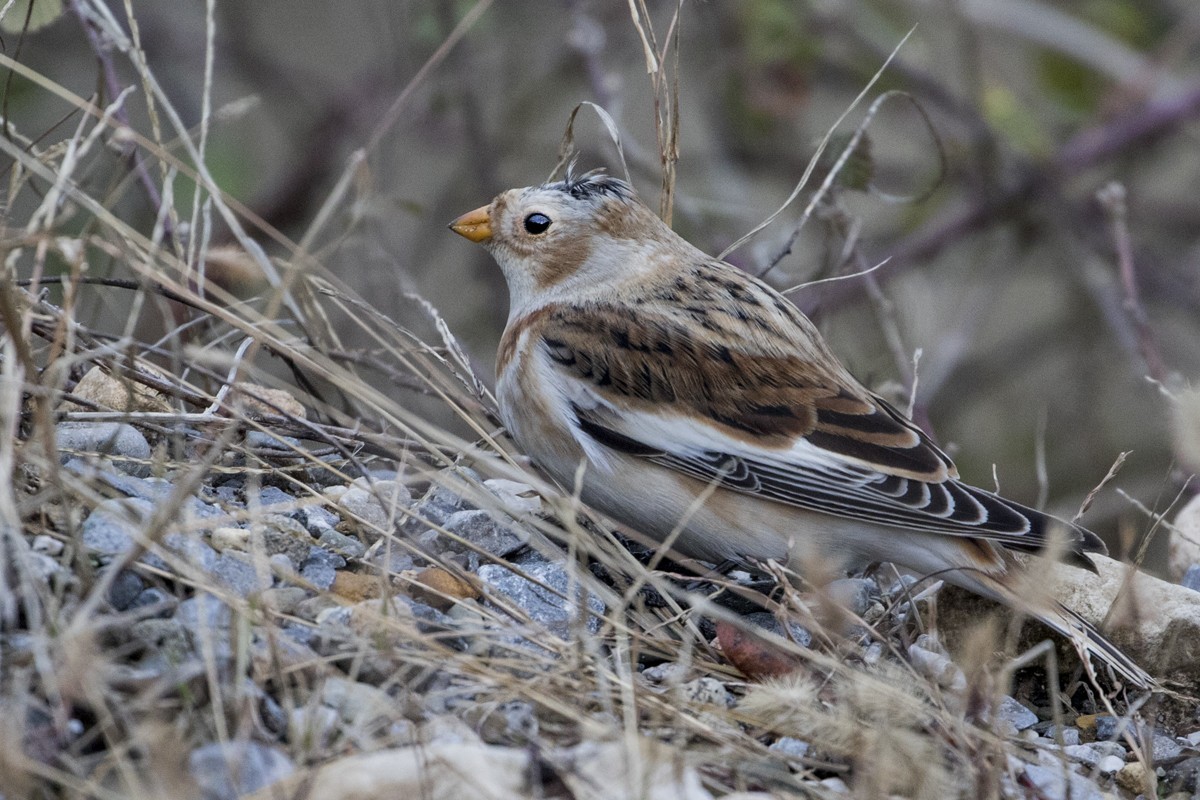 Snow Bunting