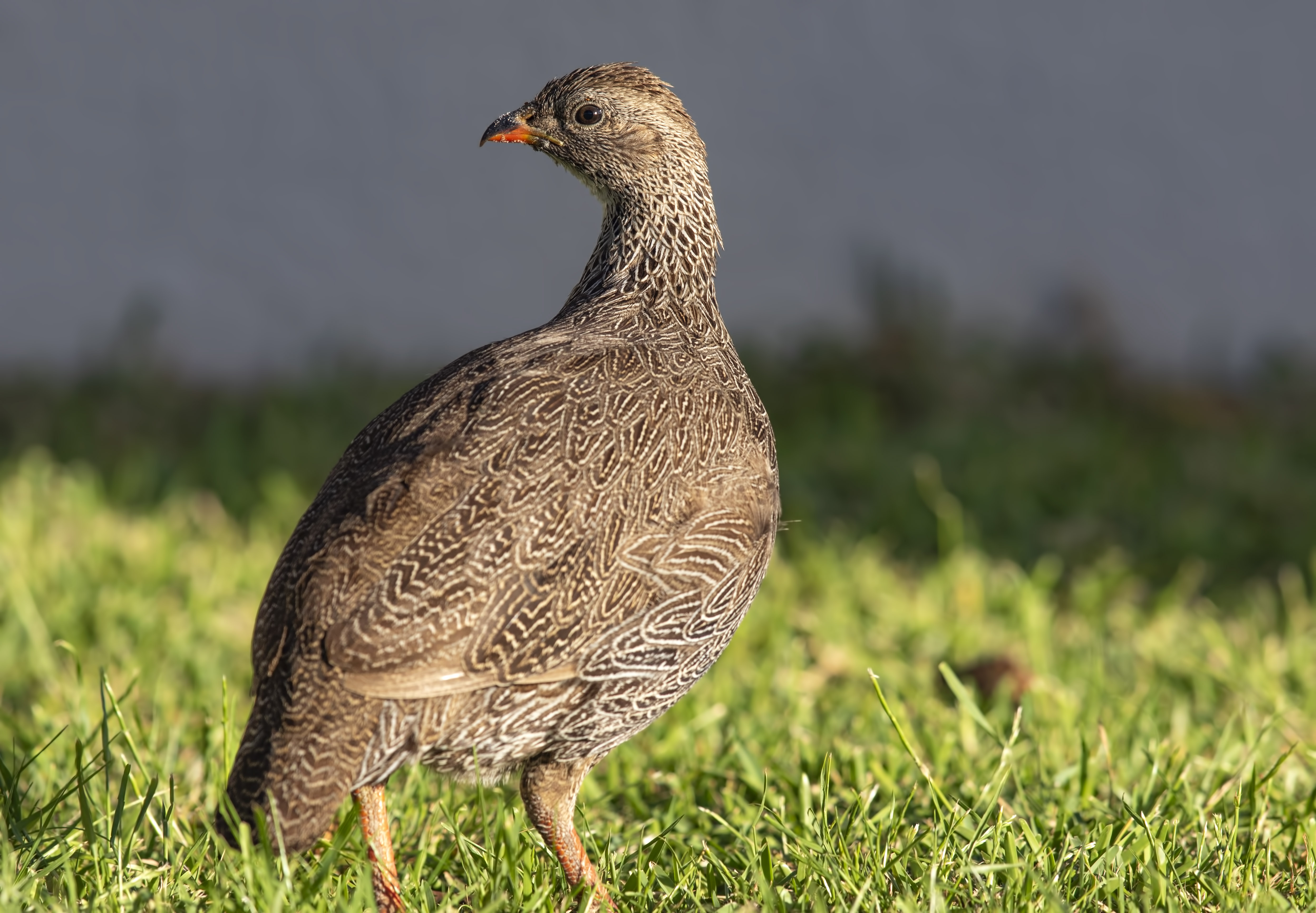 Orange River Francolin