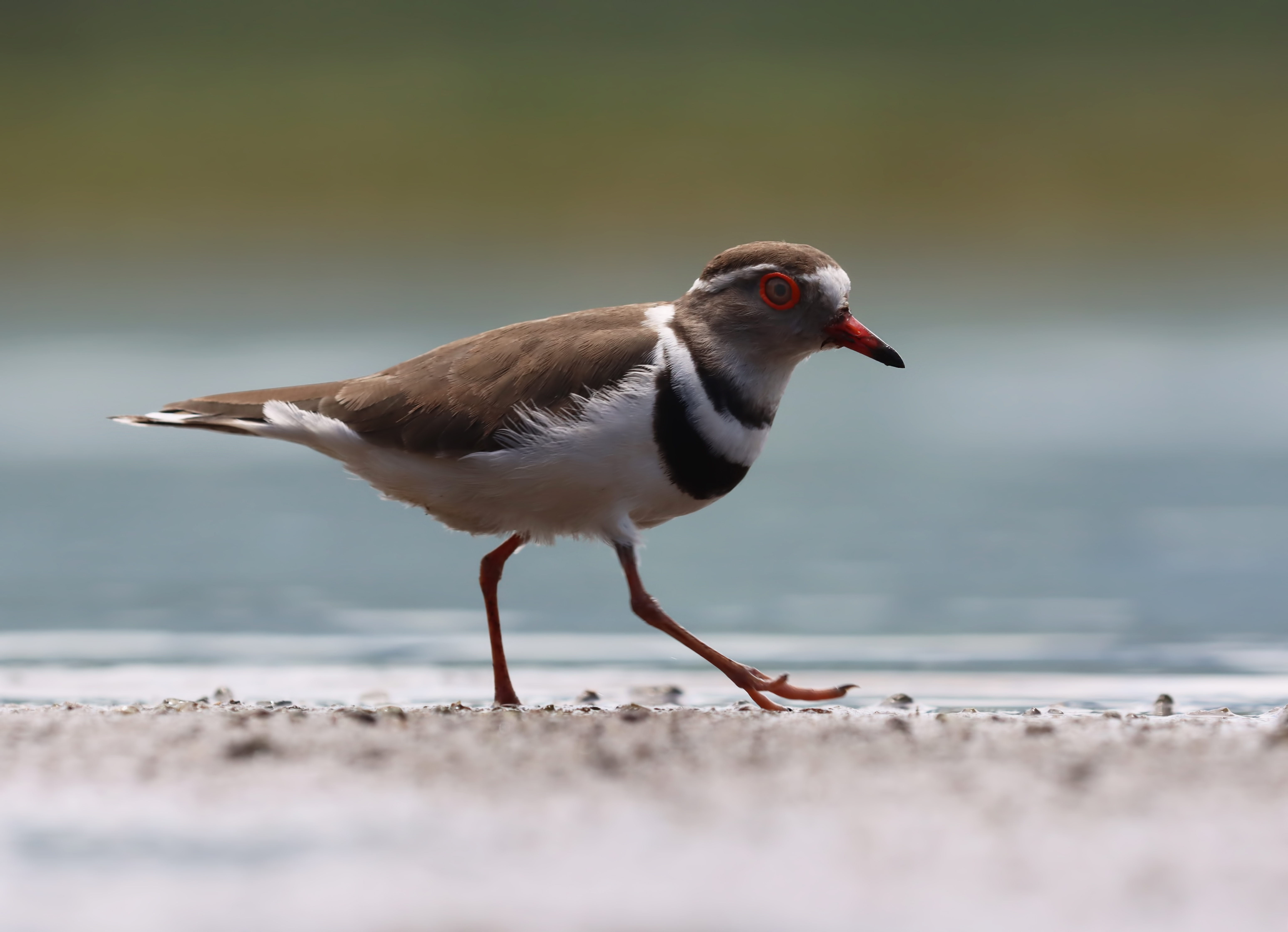 Three-banded Plover
