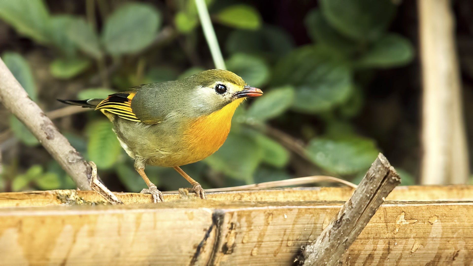 Indian Robin