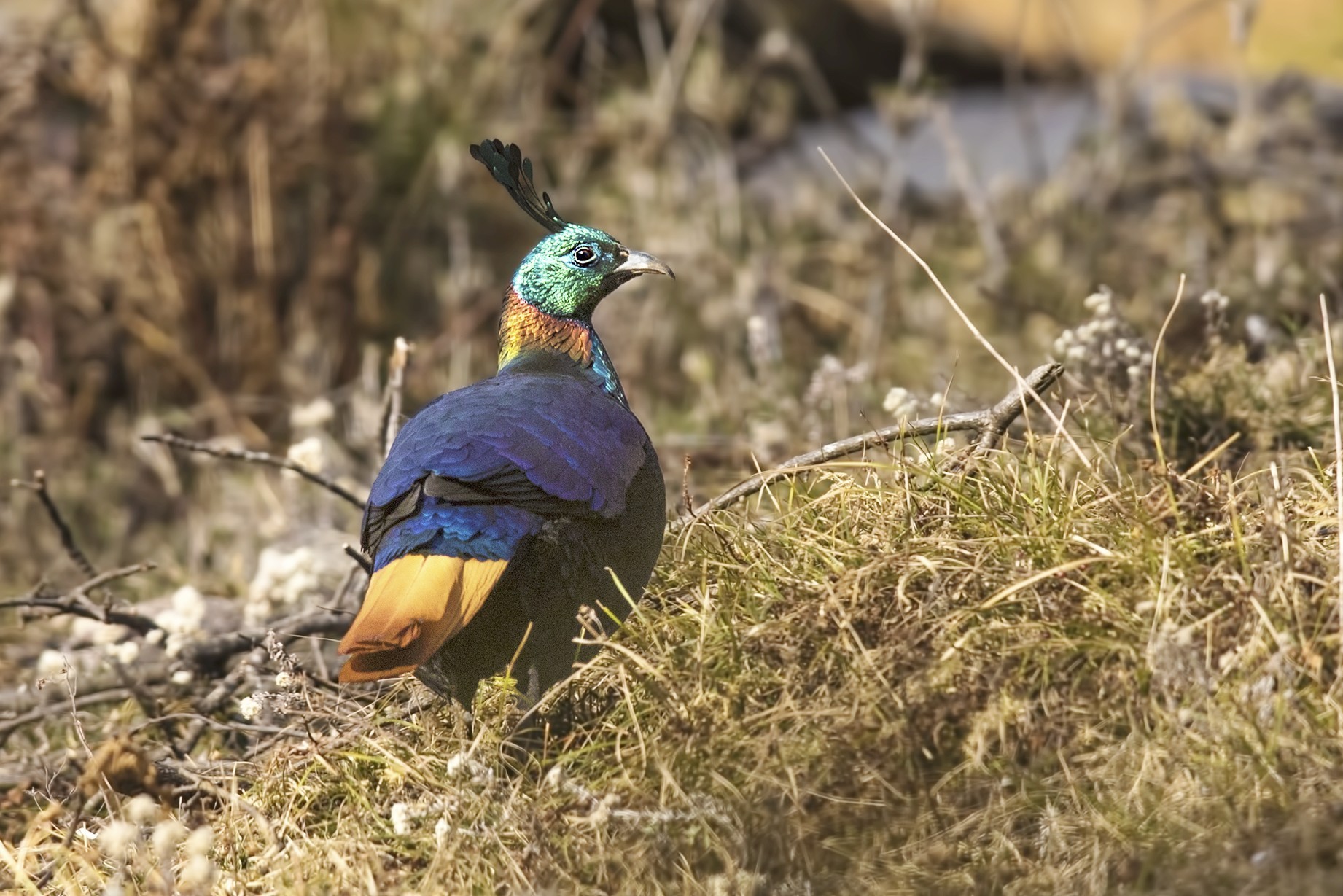 Himalayan Monal