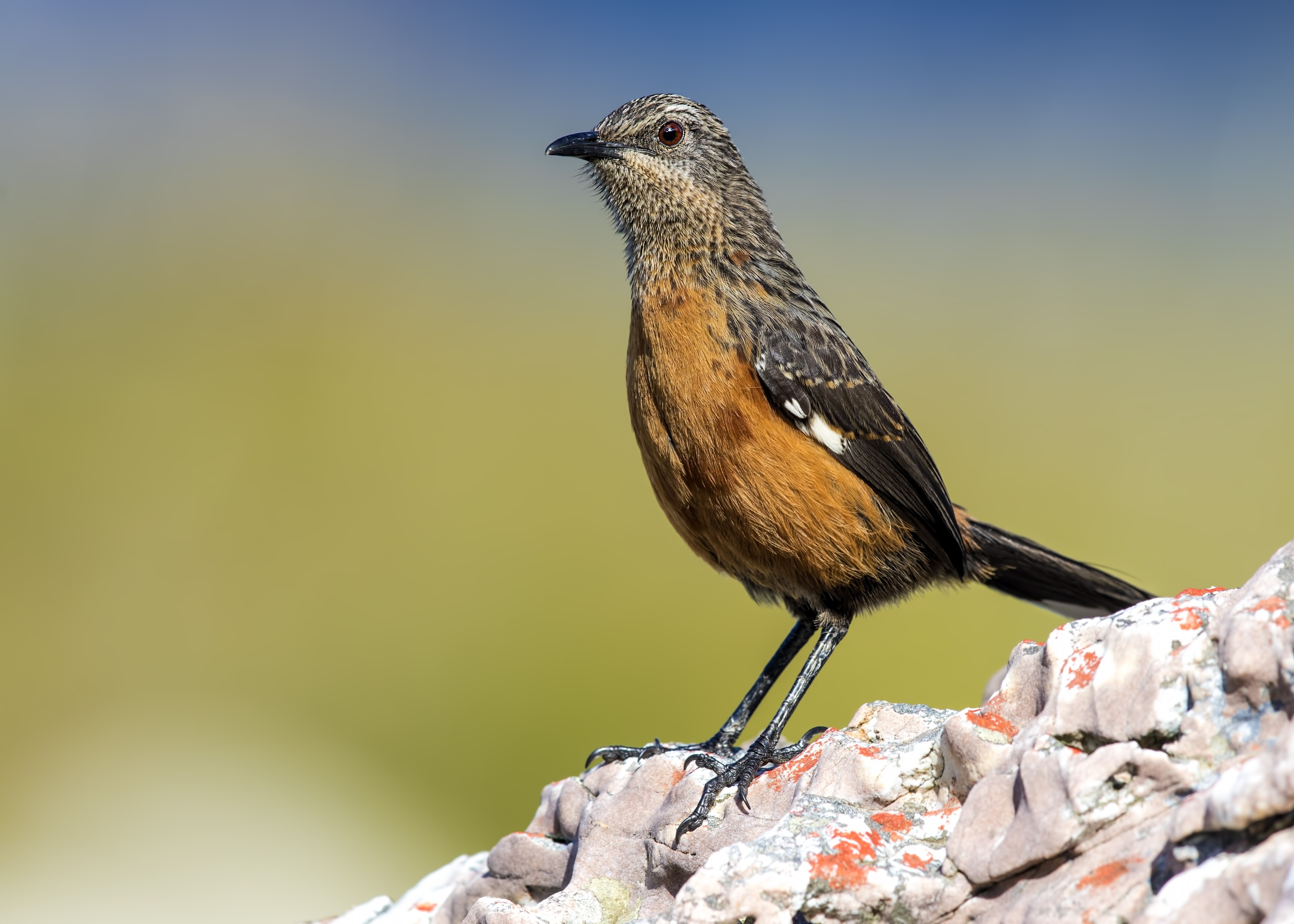 Cape Rockjumper