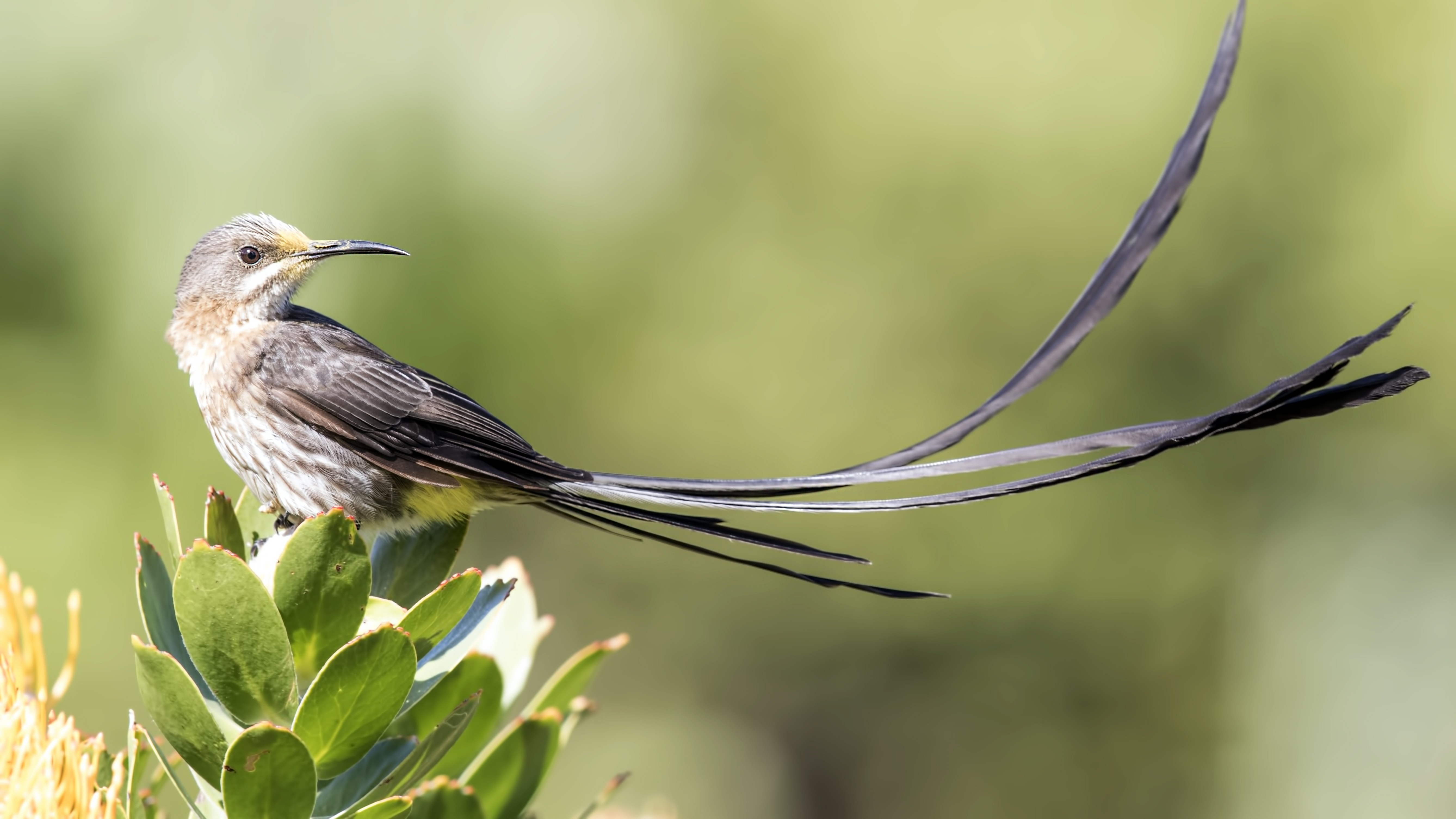 Cape Sugarbird — Ana fotoğraf