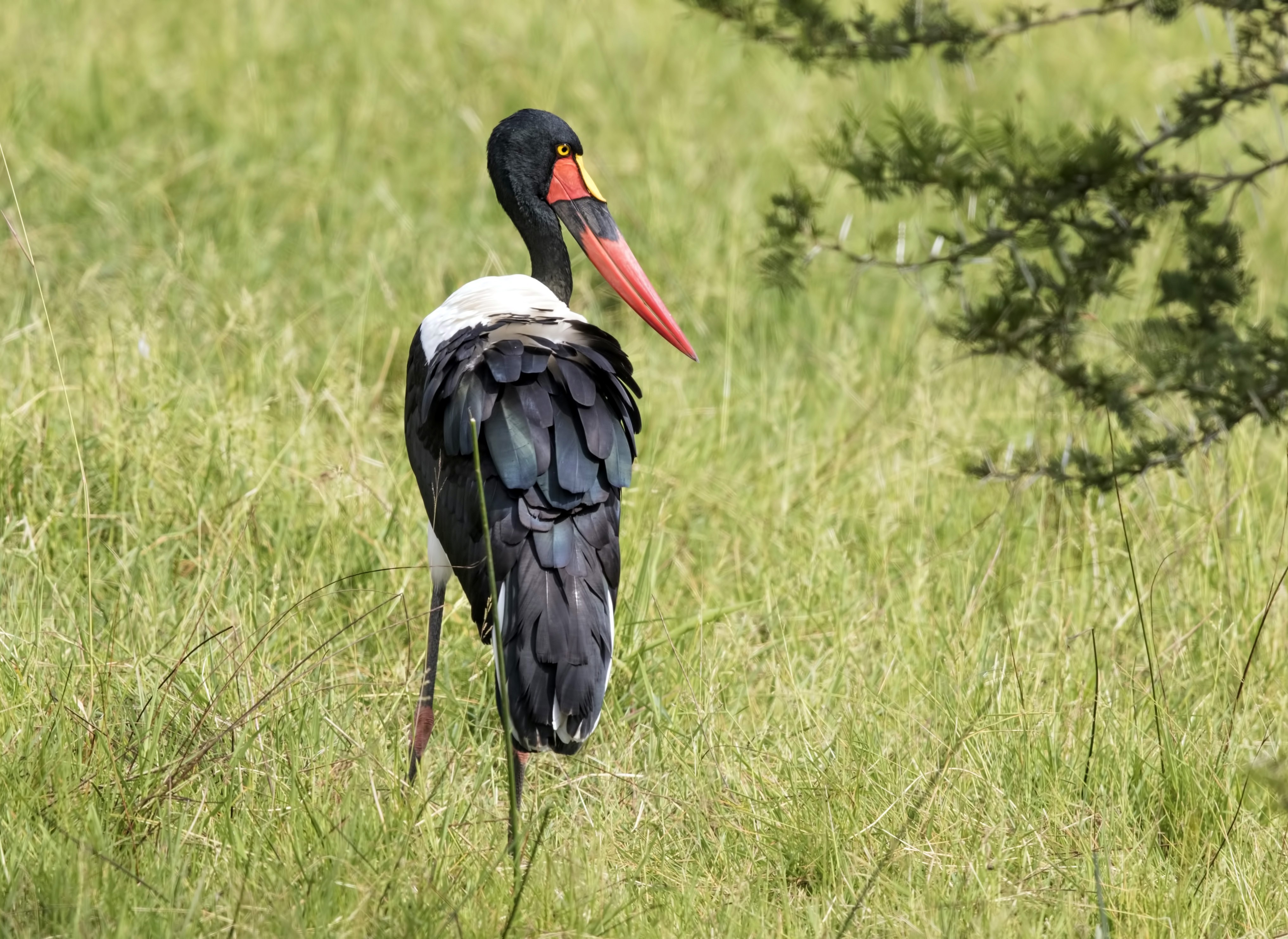 Saddlebill — Ana fotoğraf