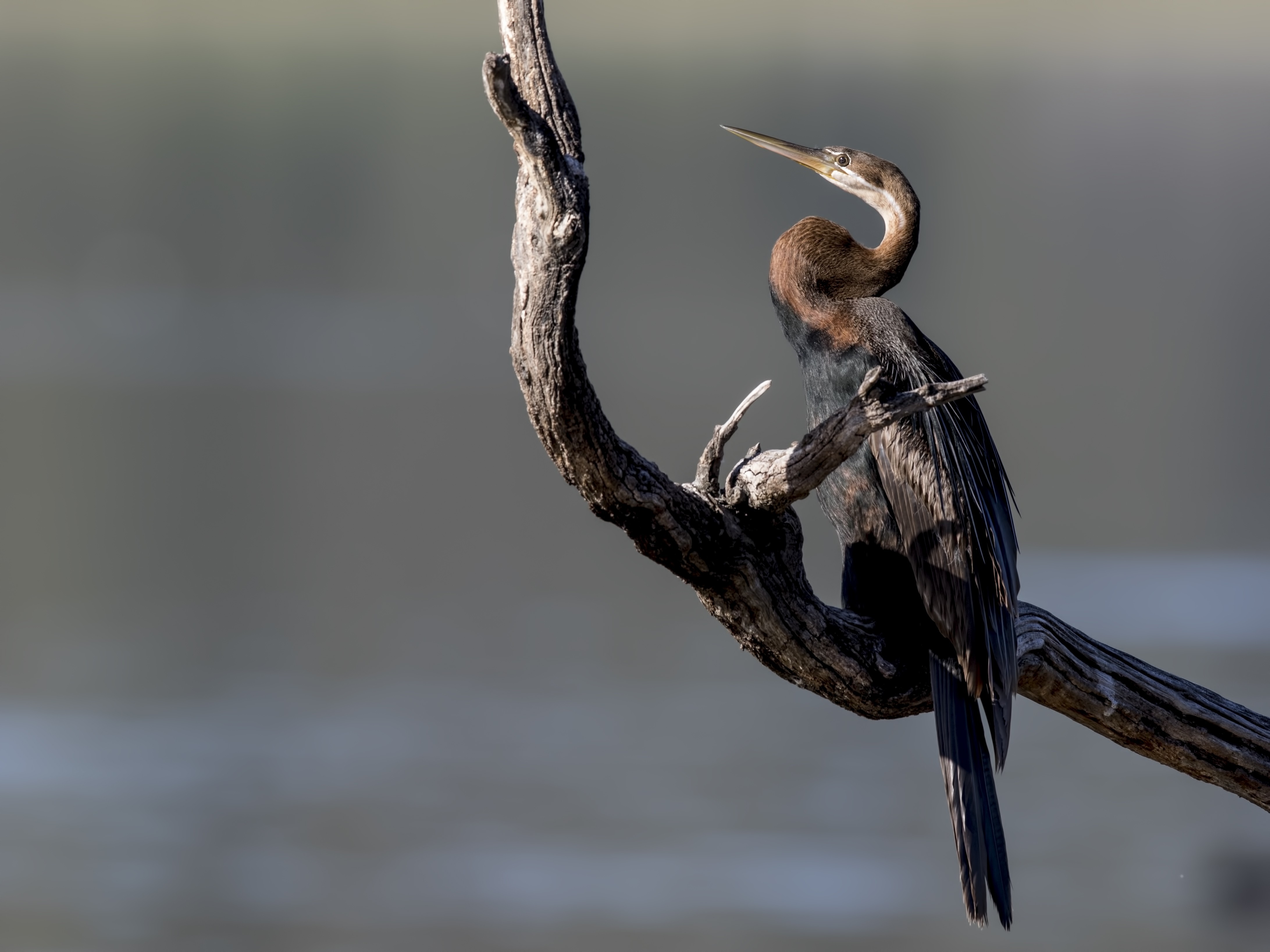 African Darter