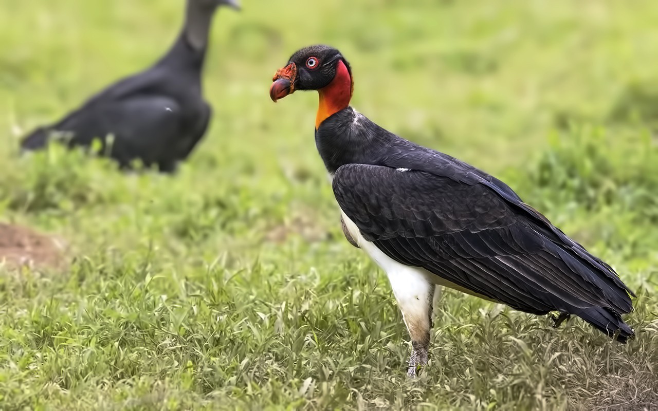 King Vulture