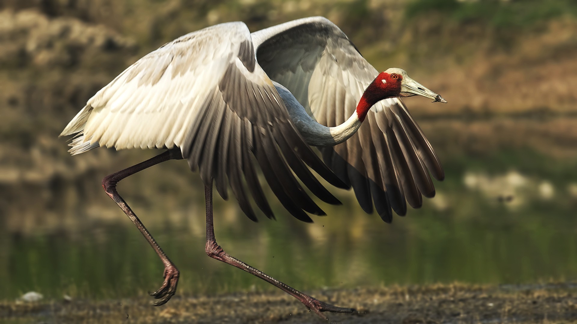 Sarus Crane — Ana fotoğraf