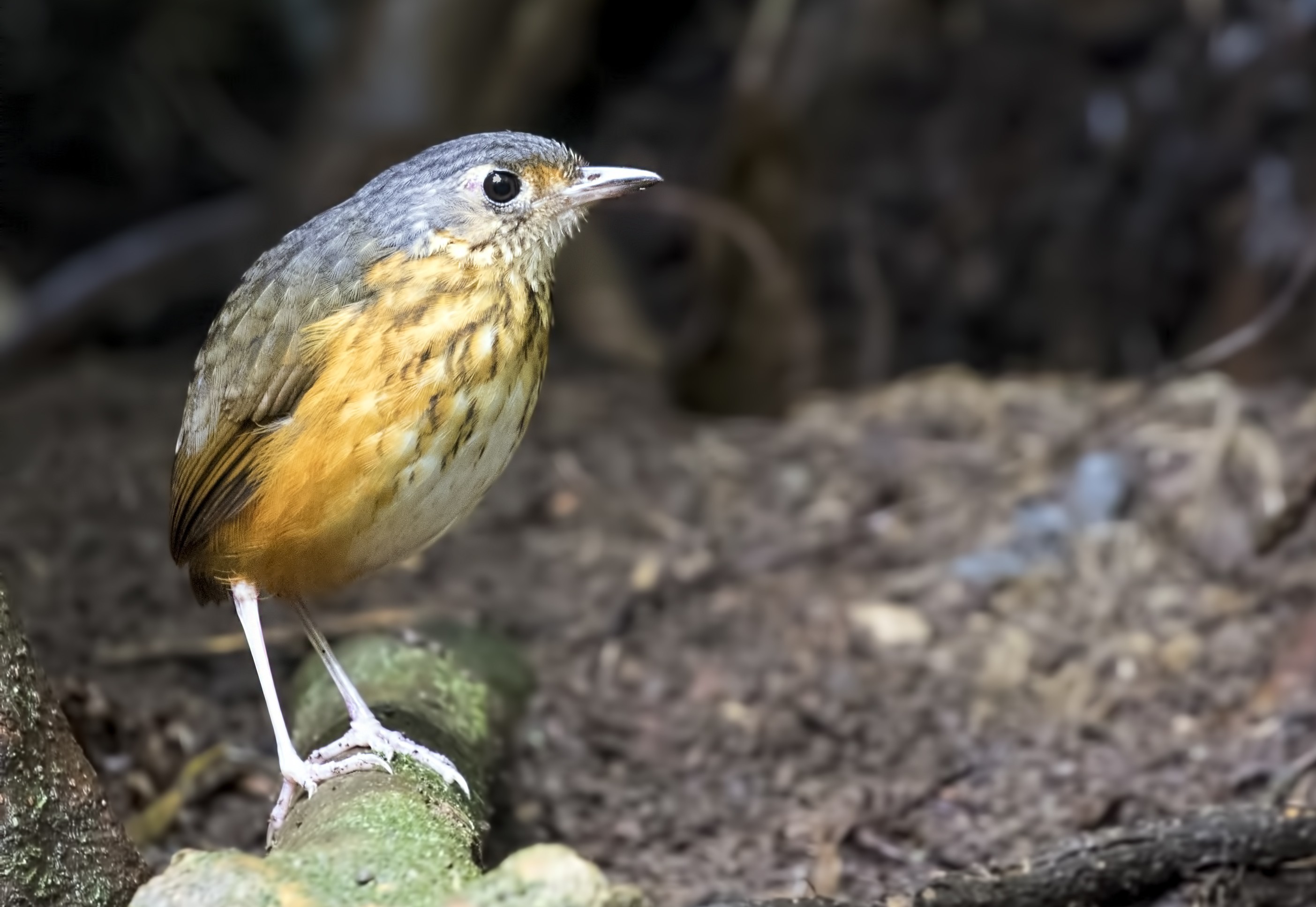 Thicket Antpitta — Ana fotoğraf