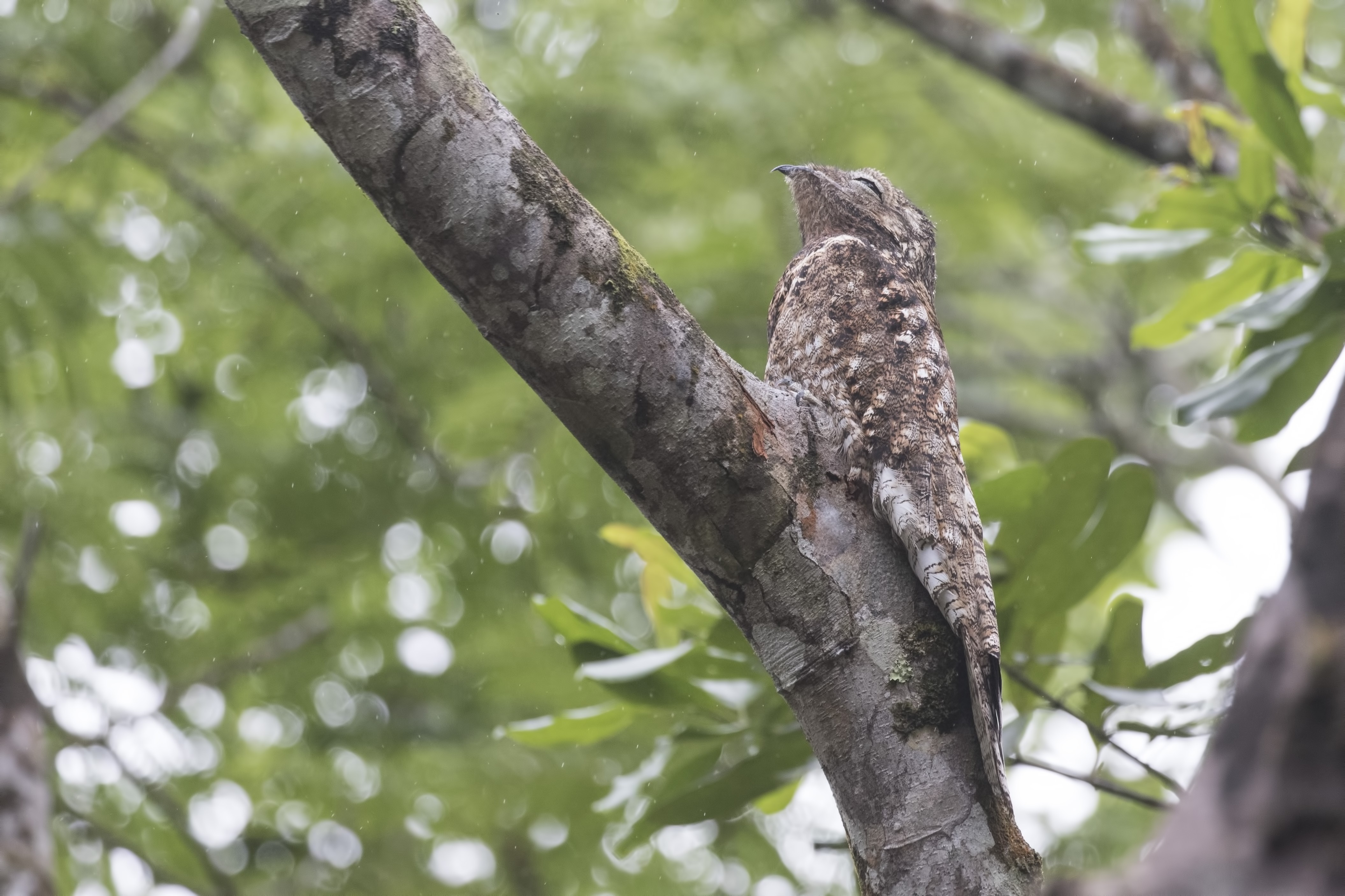 Great Potoo — Ana fotoğraf