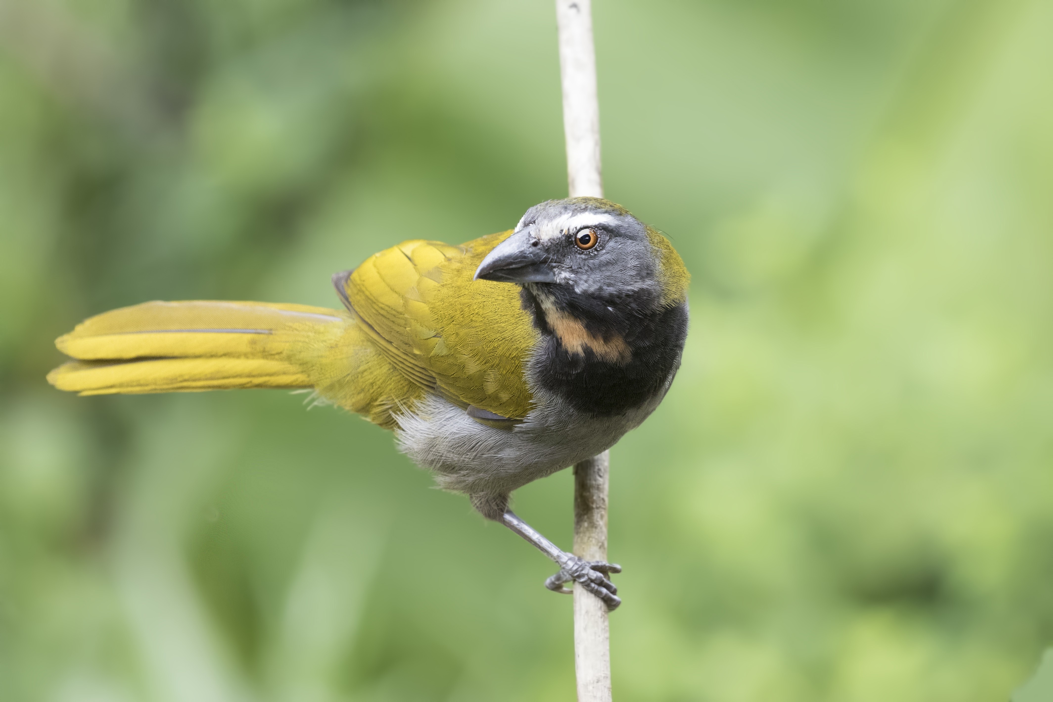 Greyish Saltator