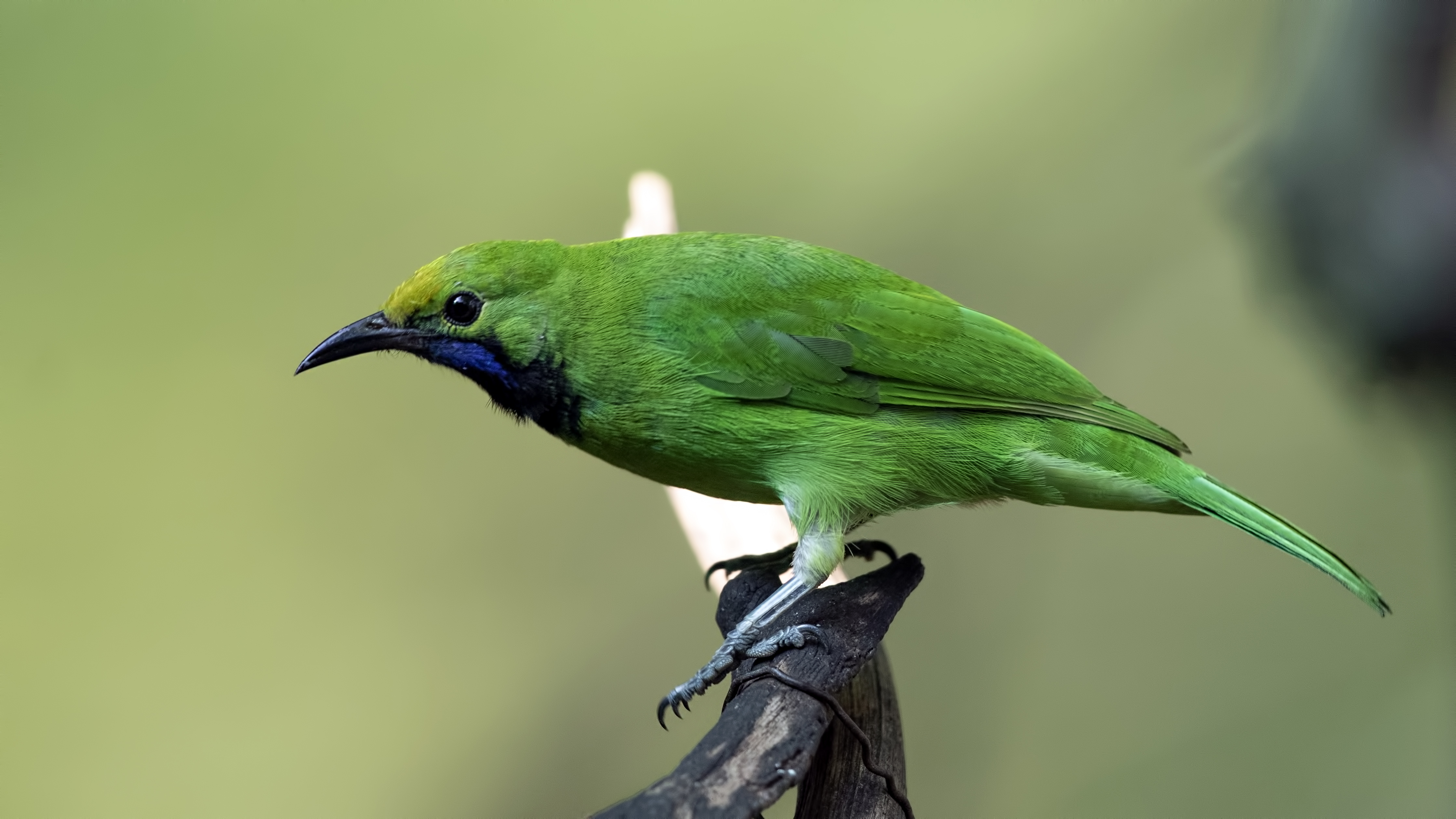 Greater Green Leafbird