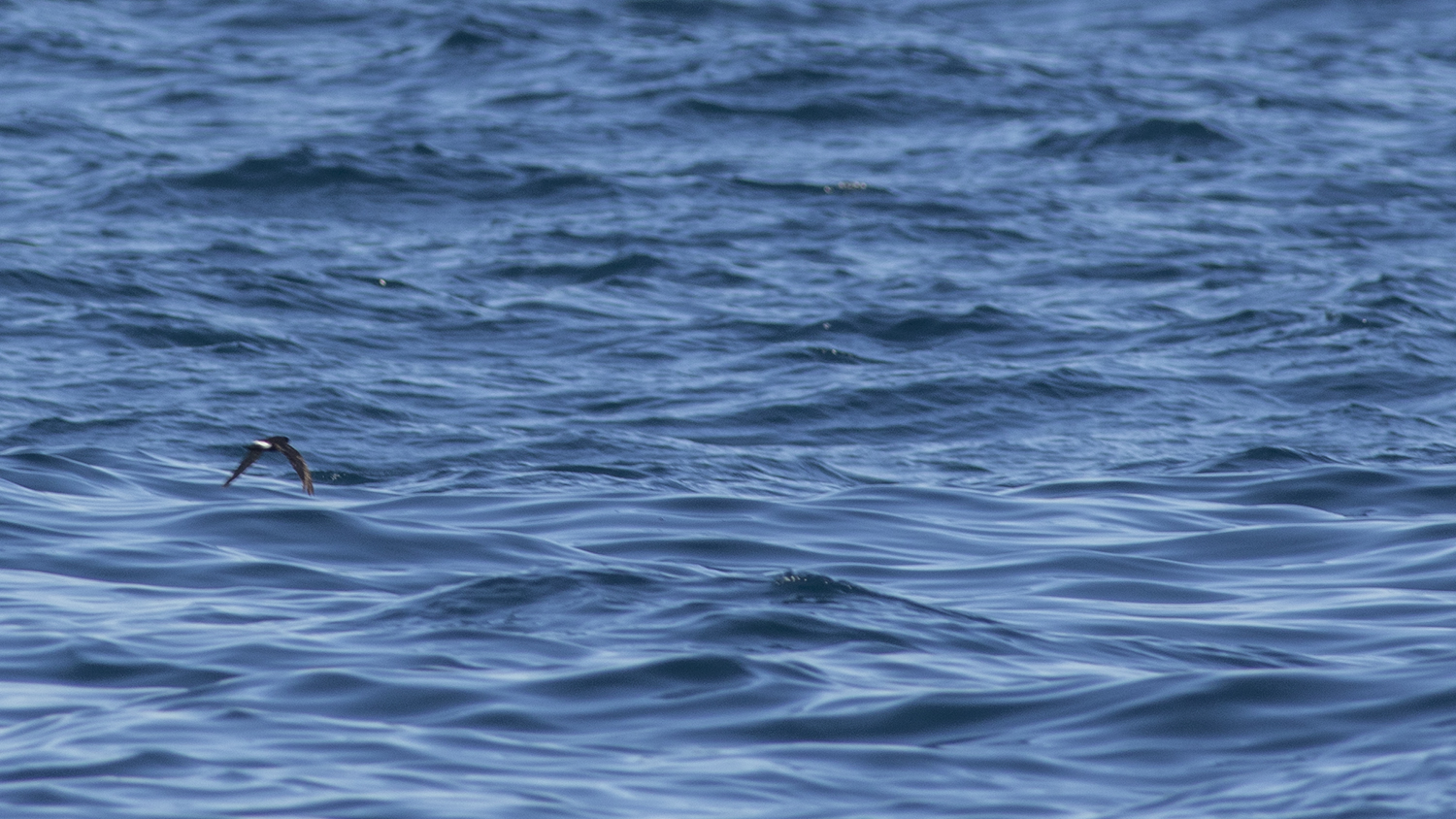 European Storm-Petrel