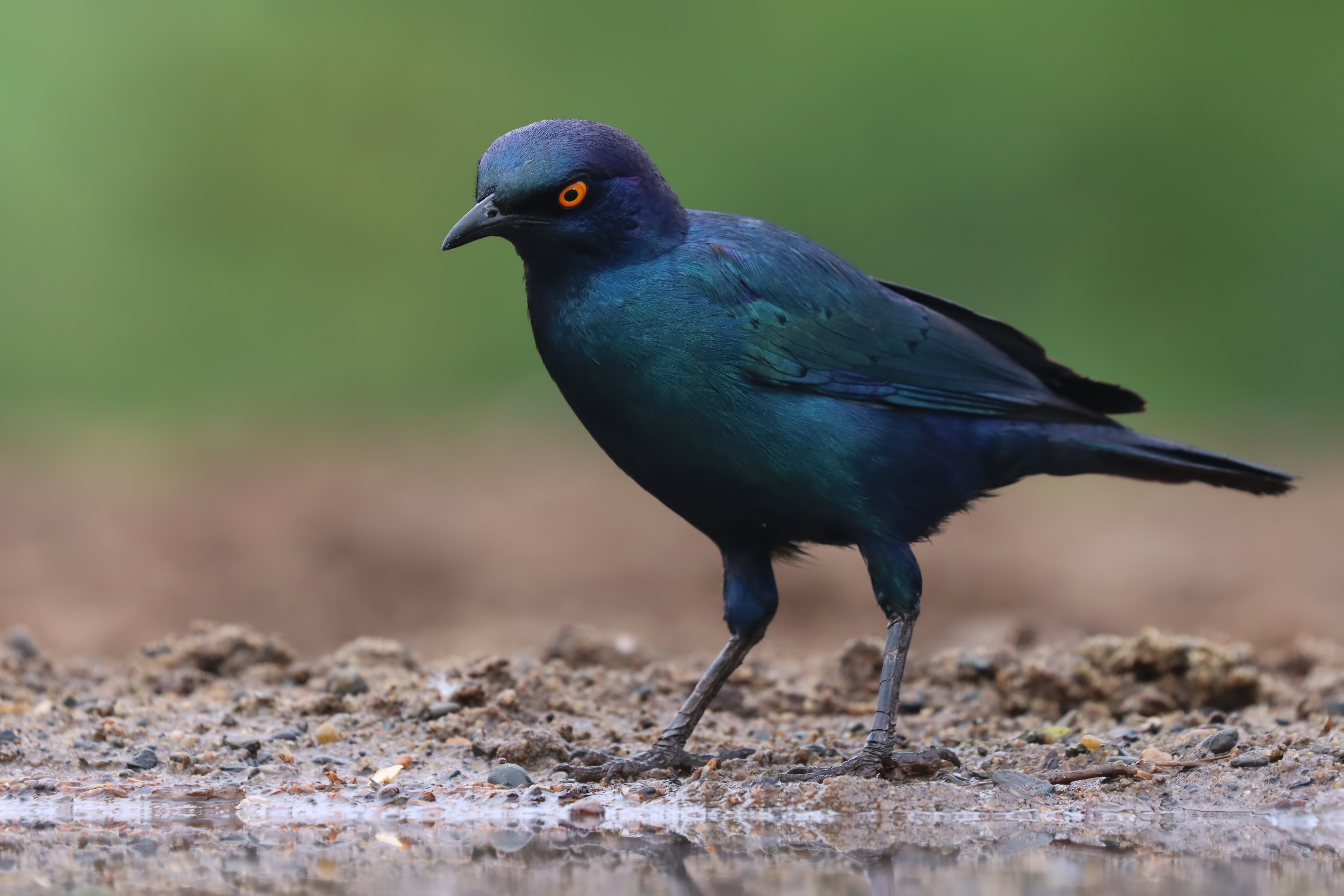 Cape Starling