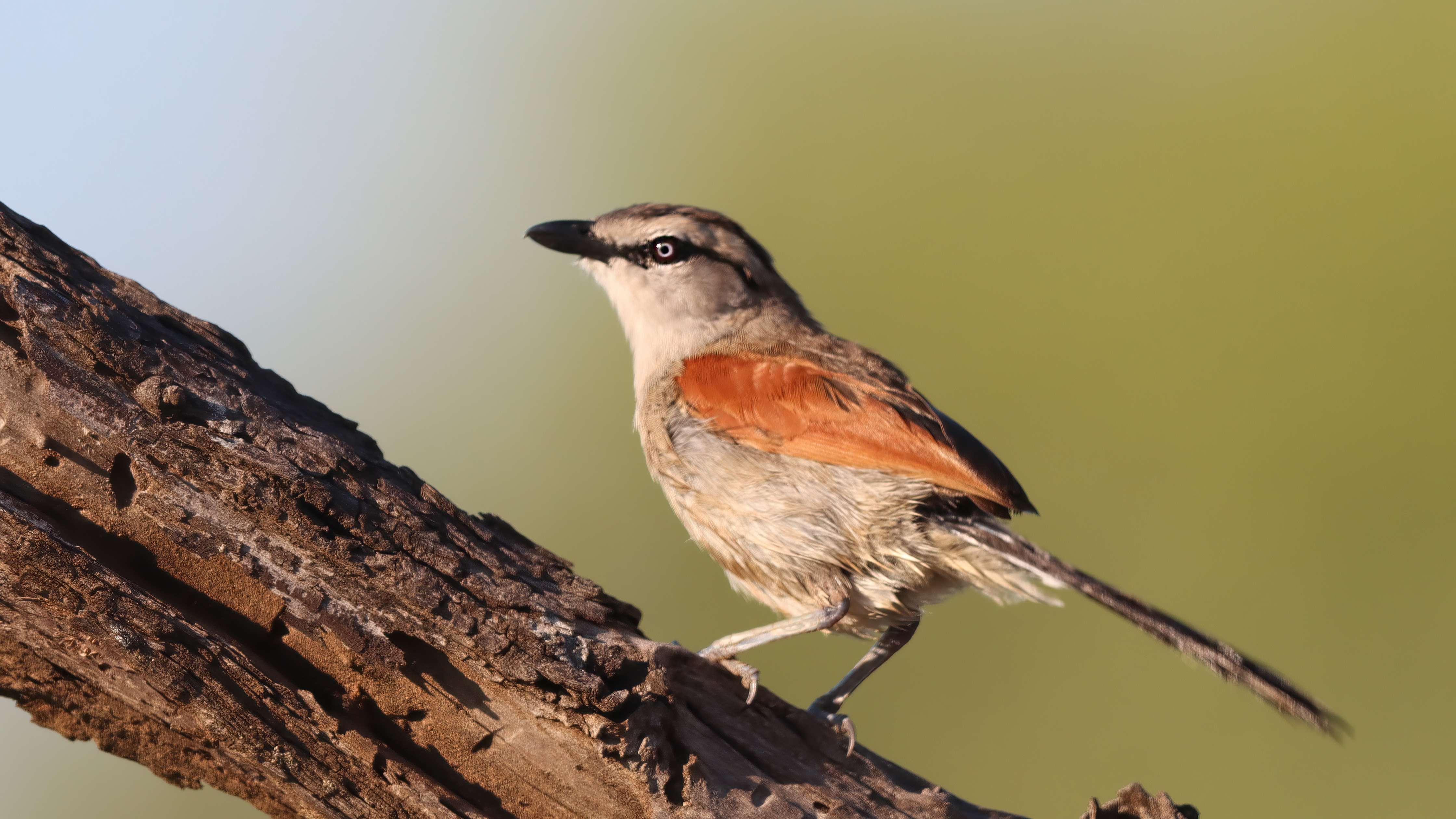 Brown-crowned Tchagra