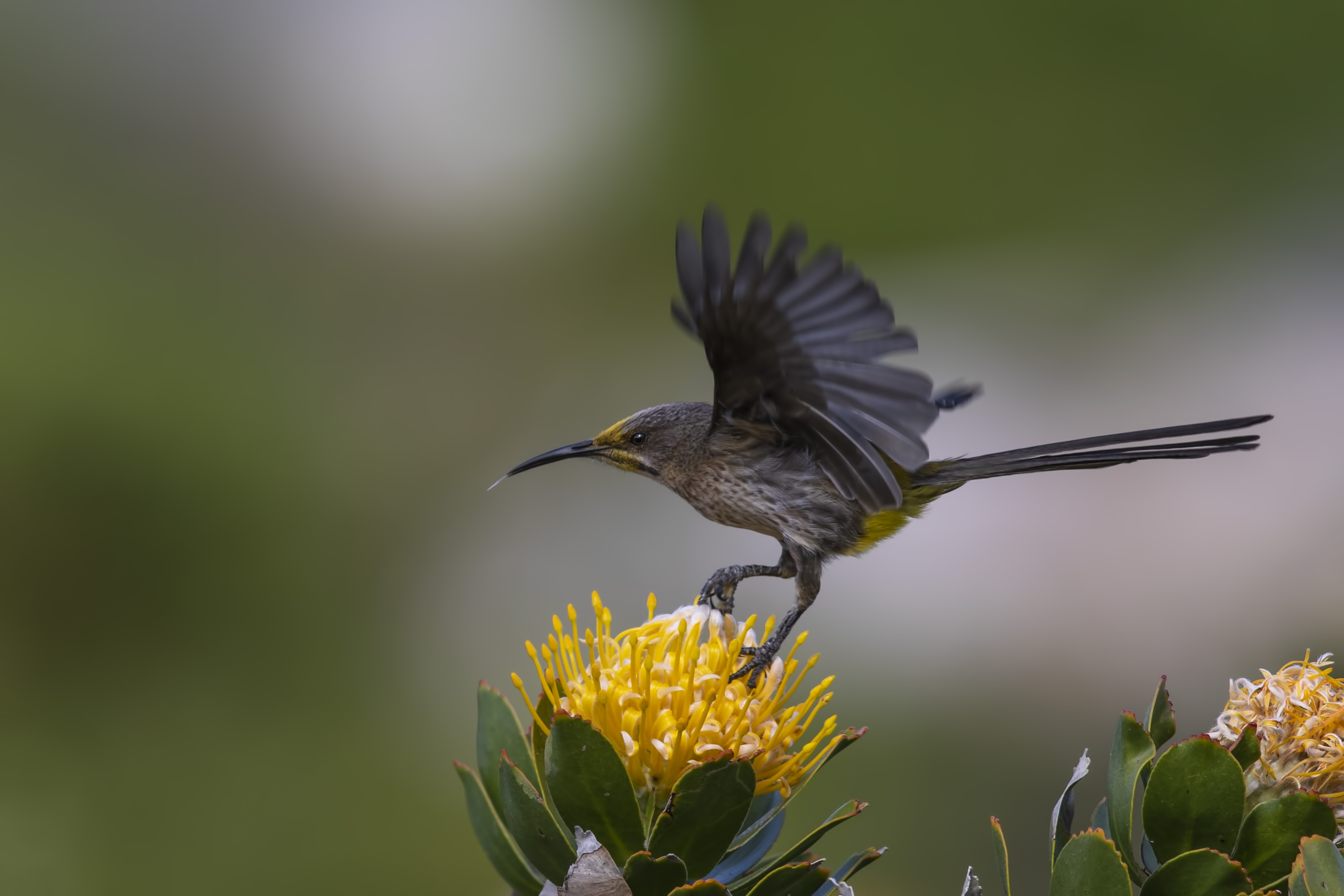 Cape Sugarbird