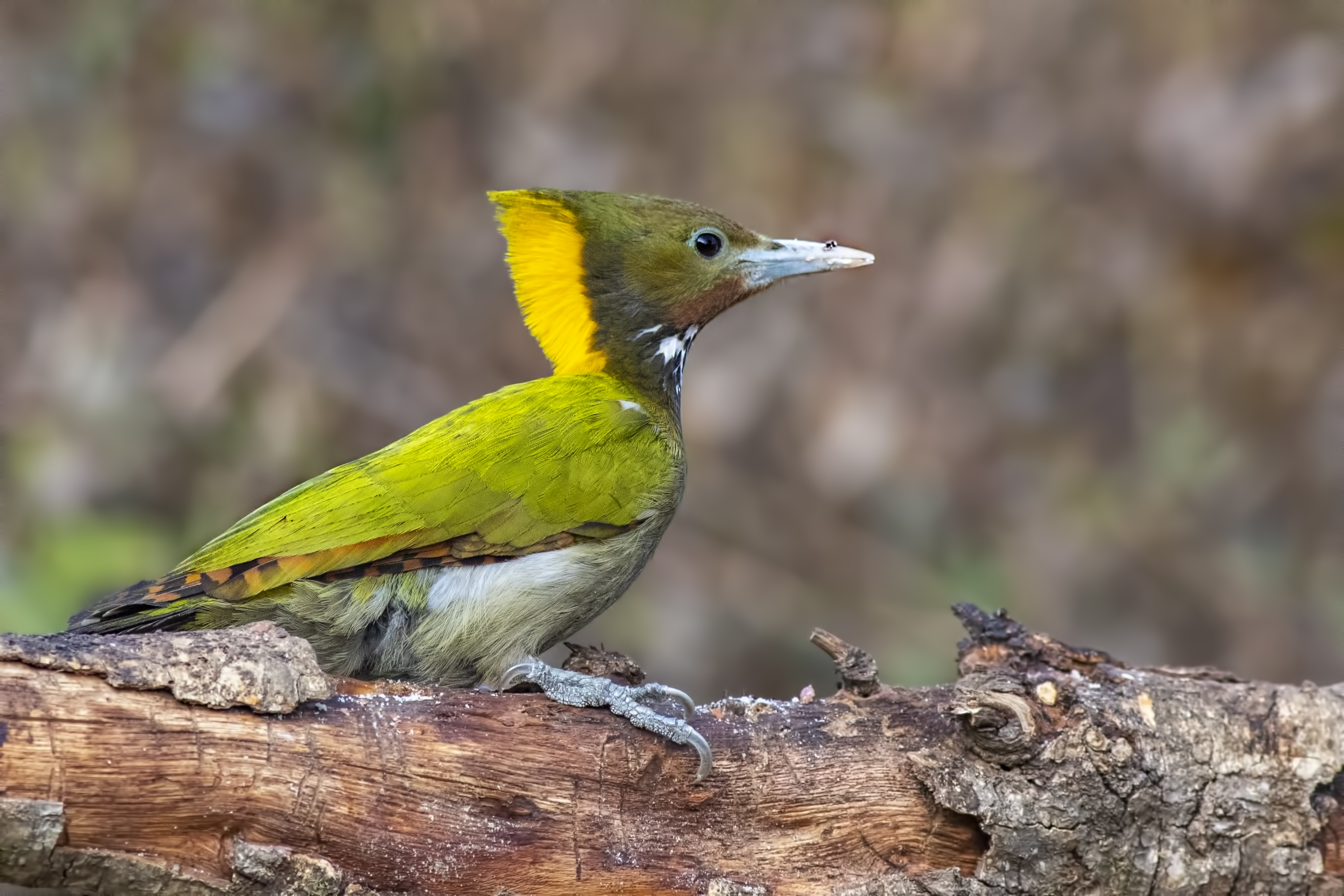 Greater Yellownape
