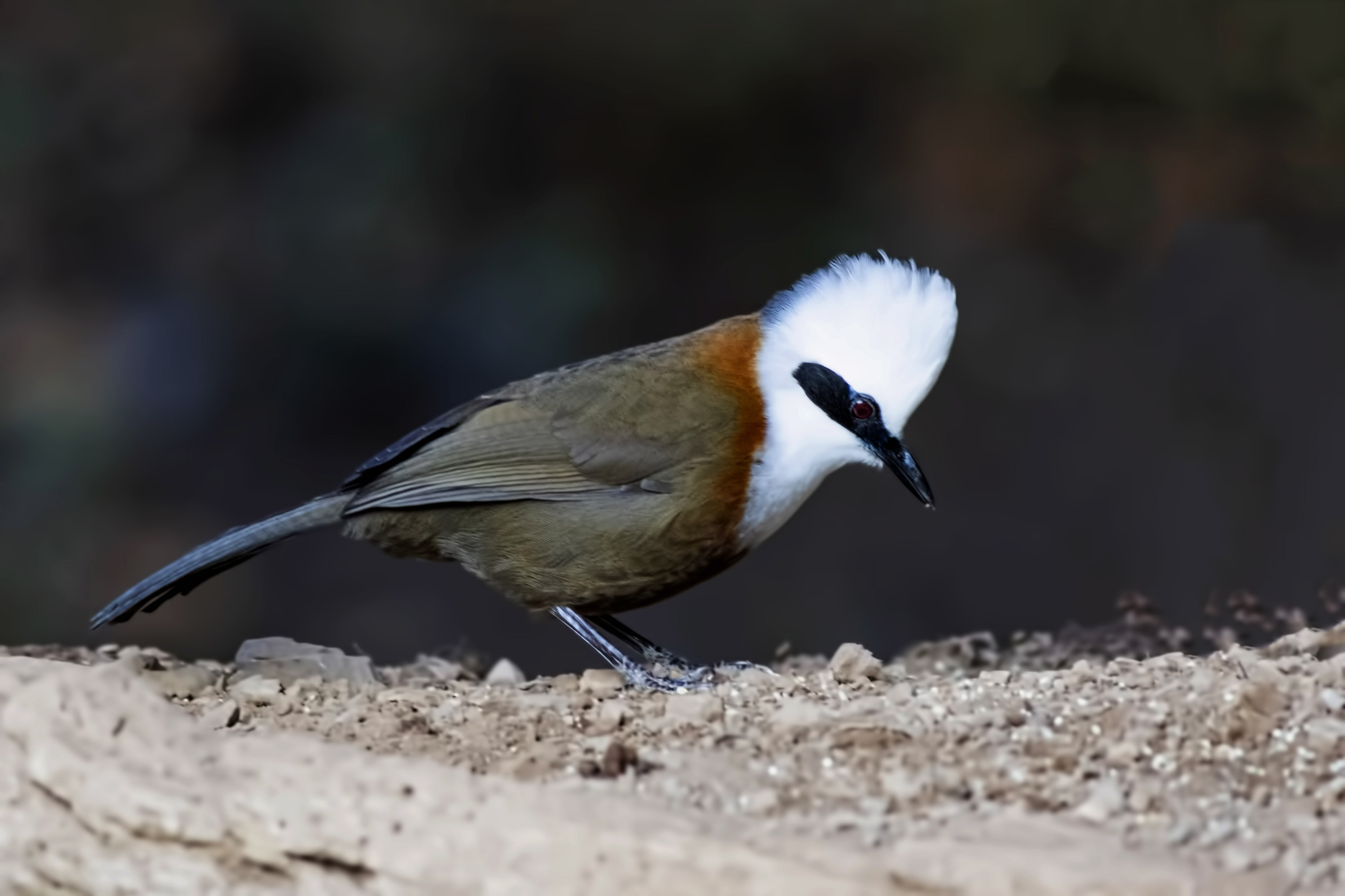 White-crested Laughingthrush